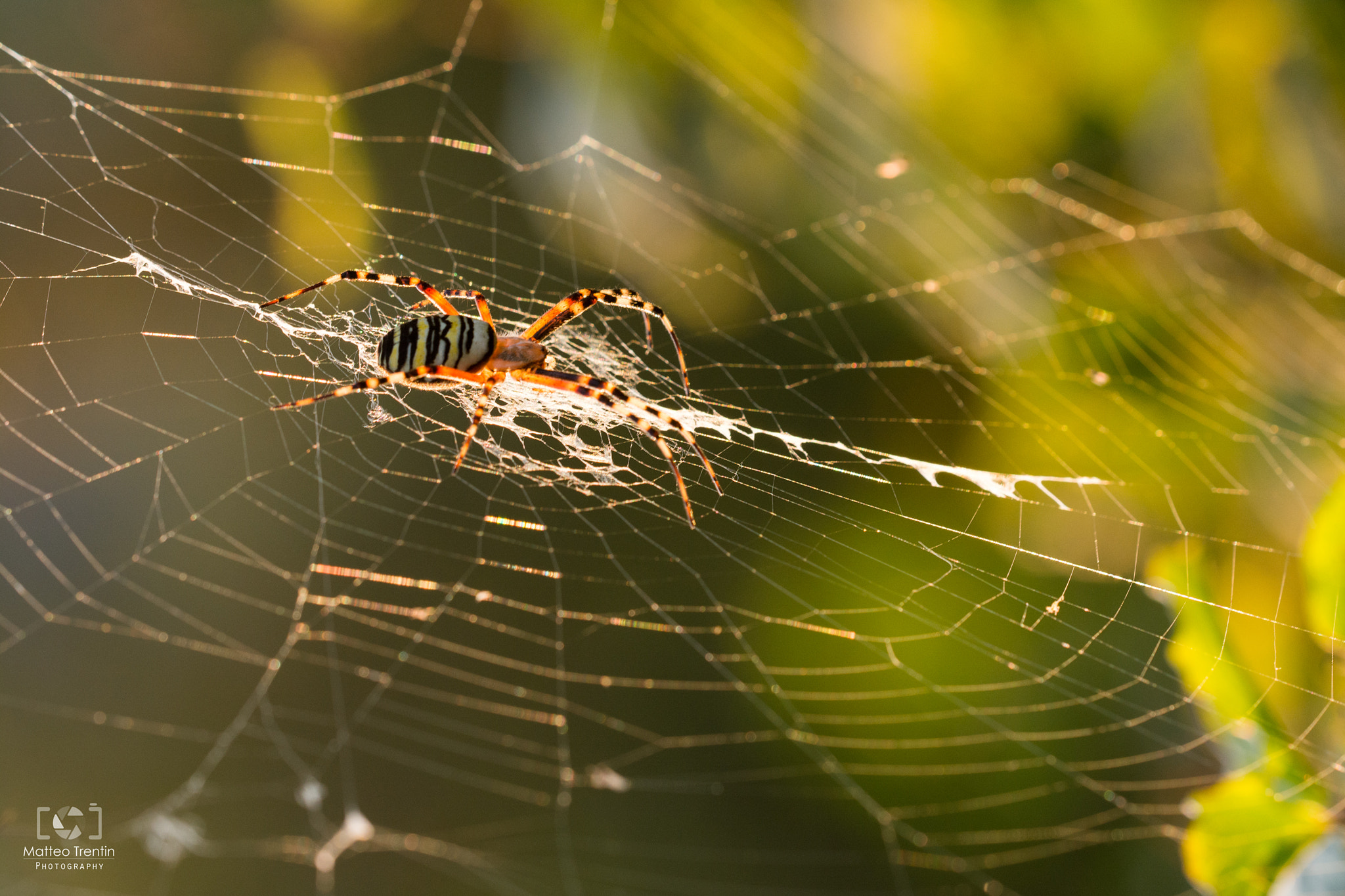Sigma 150mm F2.8 EX DG OS Macro HSM sample photo. Argiope photography