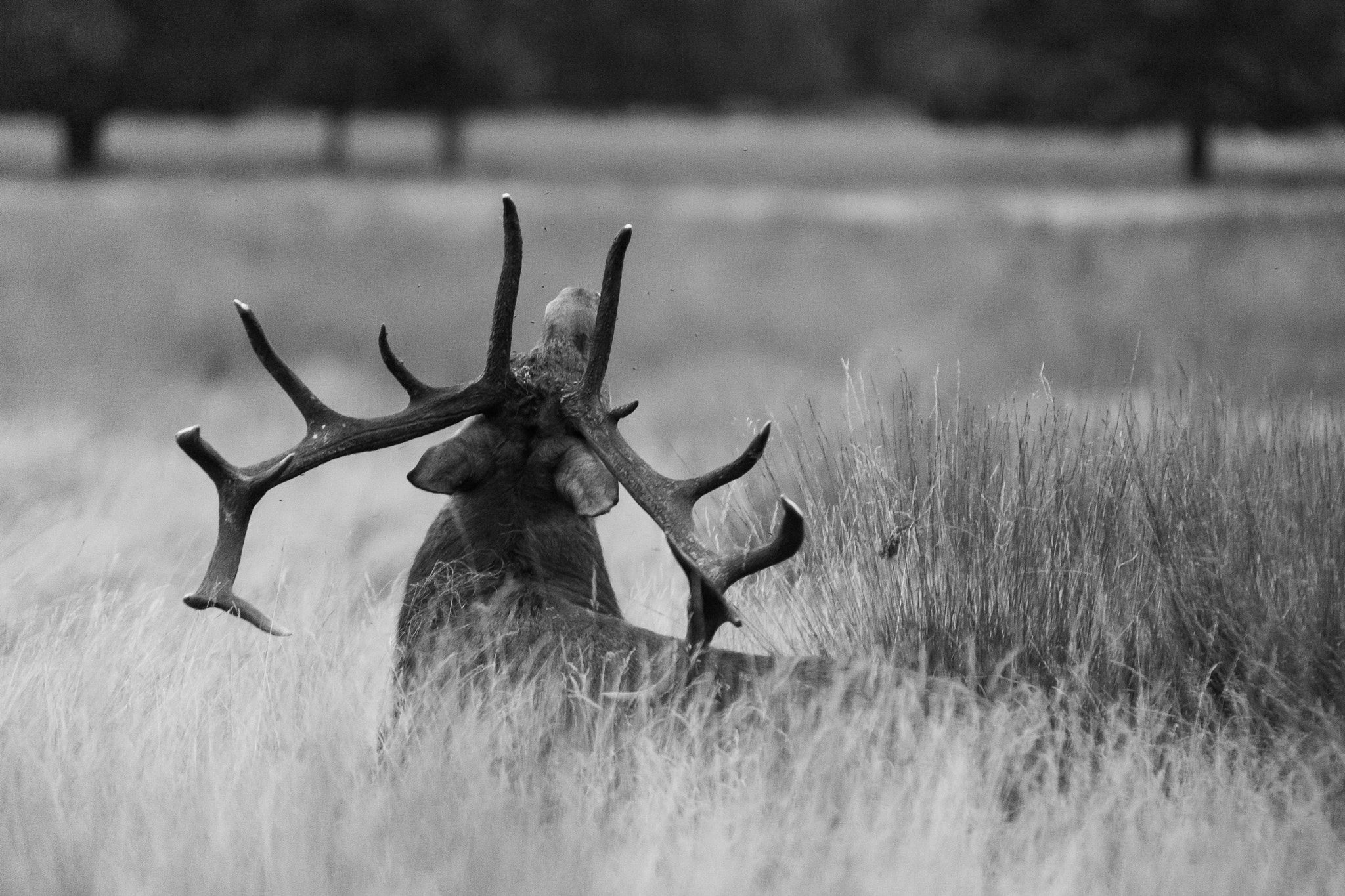 Canon EOS 5D + Sigma 70-200mm F2.8 EX DG OS HSM sample photo. Antlers photography