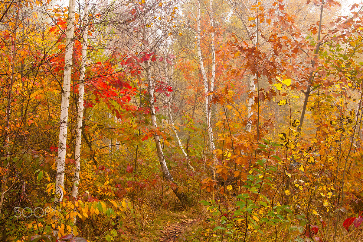 Nikon D80 sample photo. Paints october photography