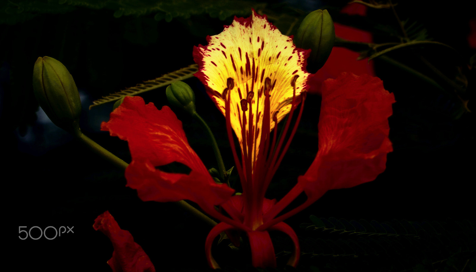 Ricoh PENTAX XG-1 sample photo. Flower shine, ricoh imaging photography