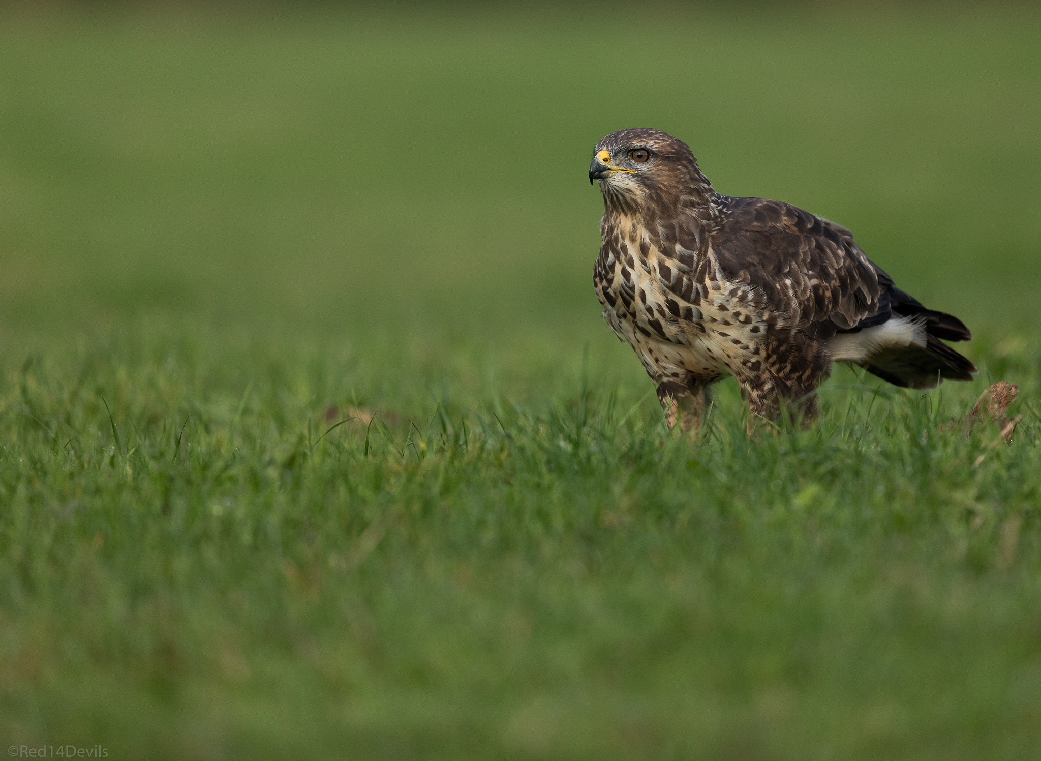 Canon EF 200-400mm F4L IS USM Extender 1.4x sample photo. Common buzzard photography