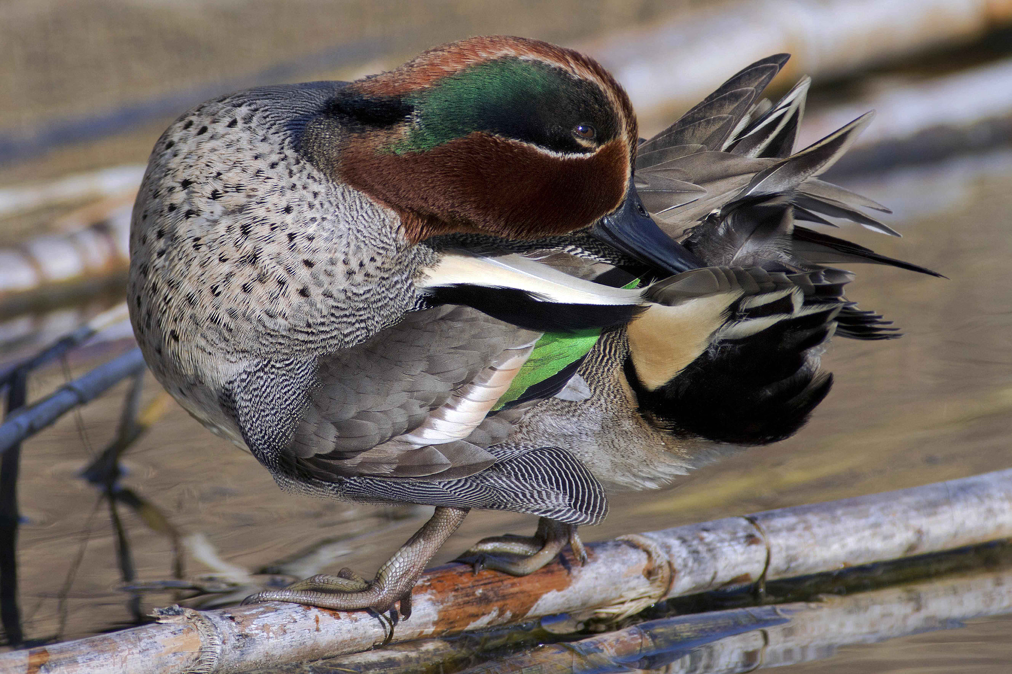 Canon EF 300mm f/2.8L + 2x sample photo. Tail photography