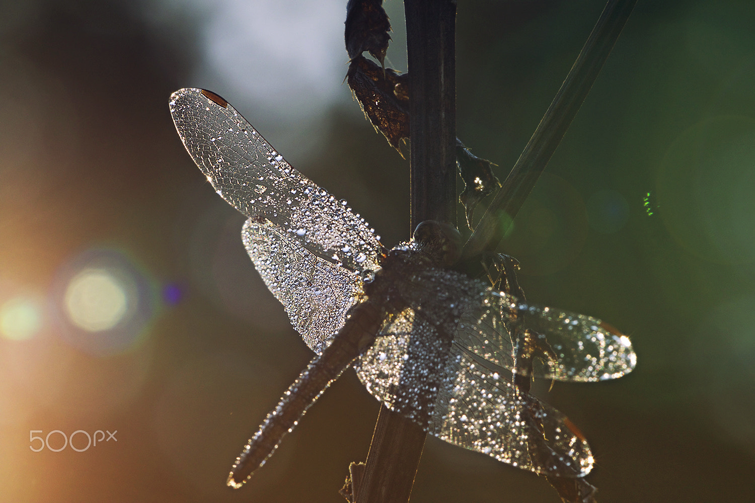 Sigma APO Macro 150mm f/2.8 EX DG HSM sample photo. Shining photography