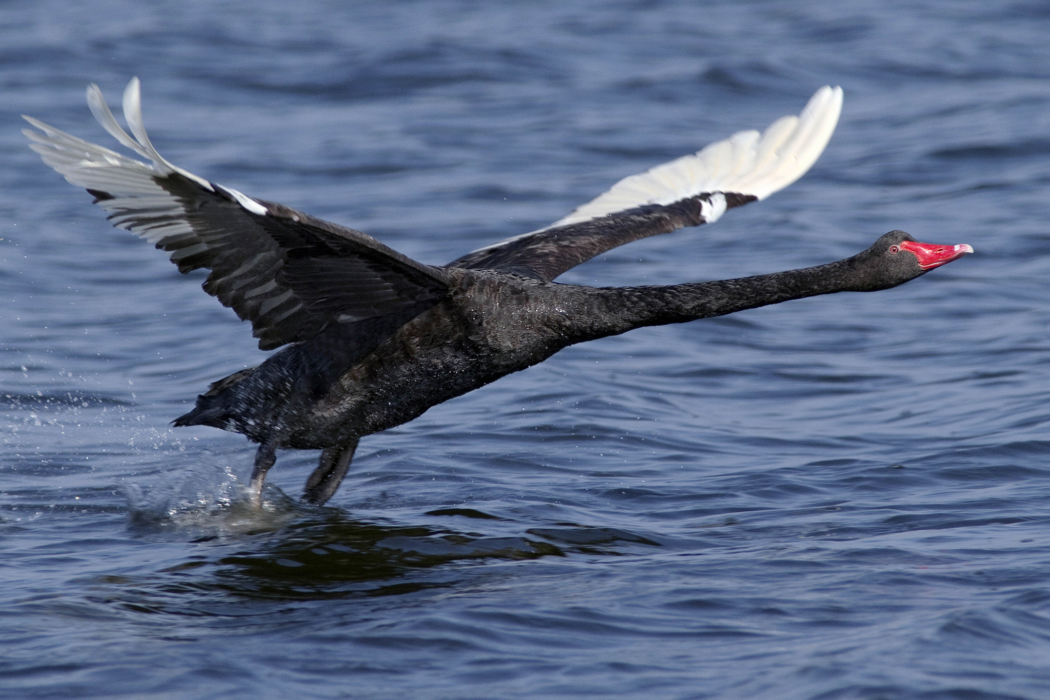 Canon EF 300mm f/2.8L + 1.4x sample photo. Black swan photography