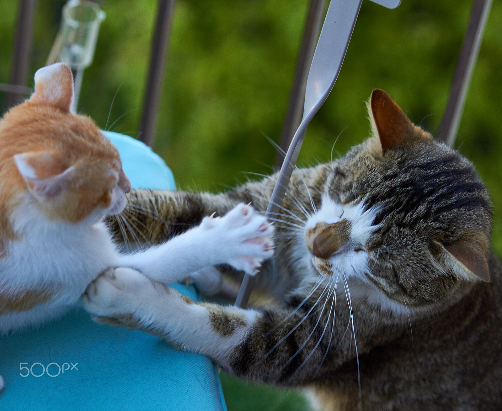 Sigma 24-70mm F2.8 EX DG HSM sample photo. Cats fight. photography
