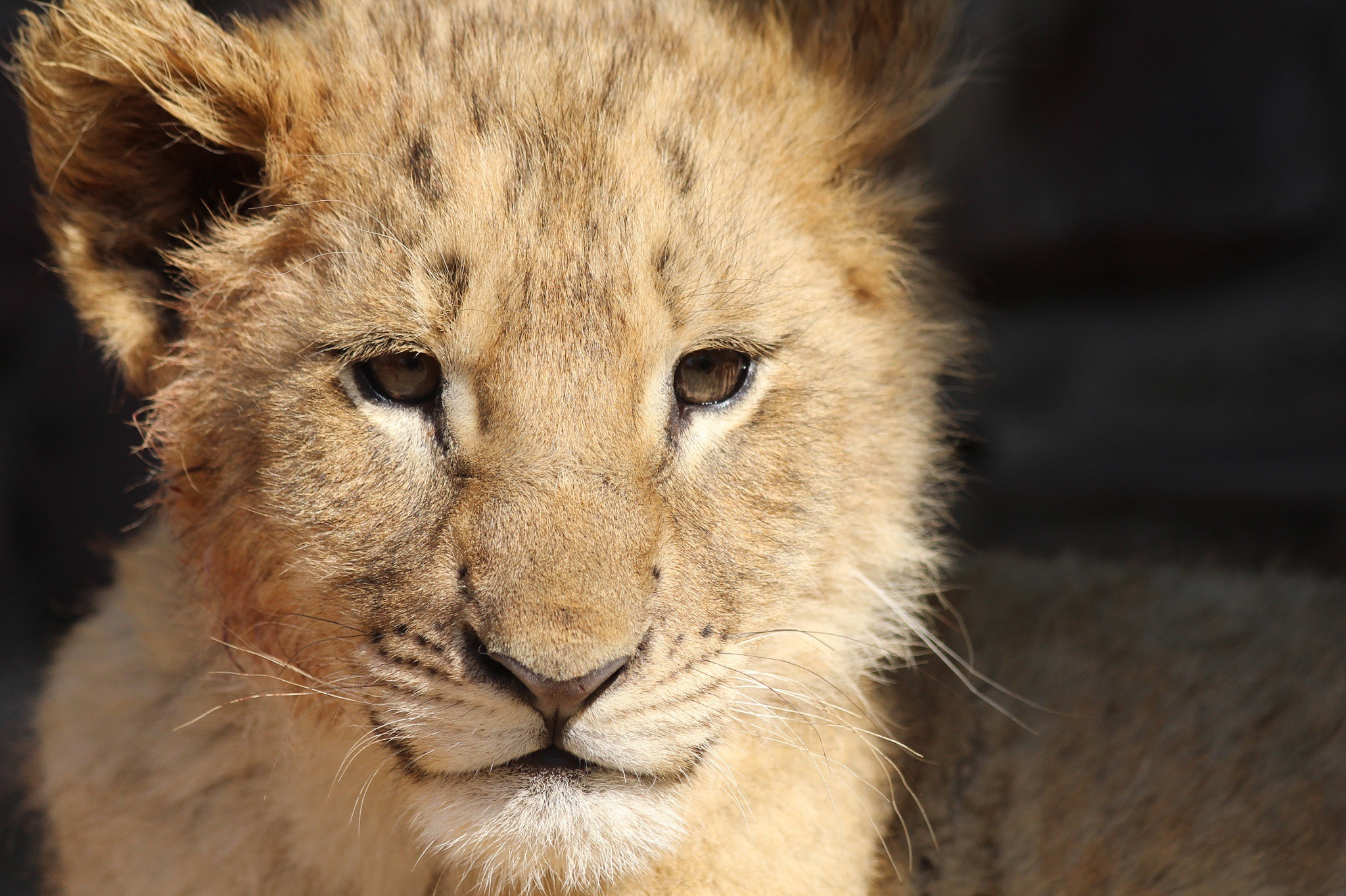 Canon EF 70-300mm F4-5.6 IS USM sample photo. Animal photography