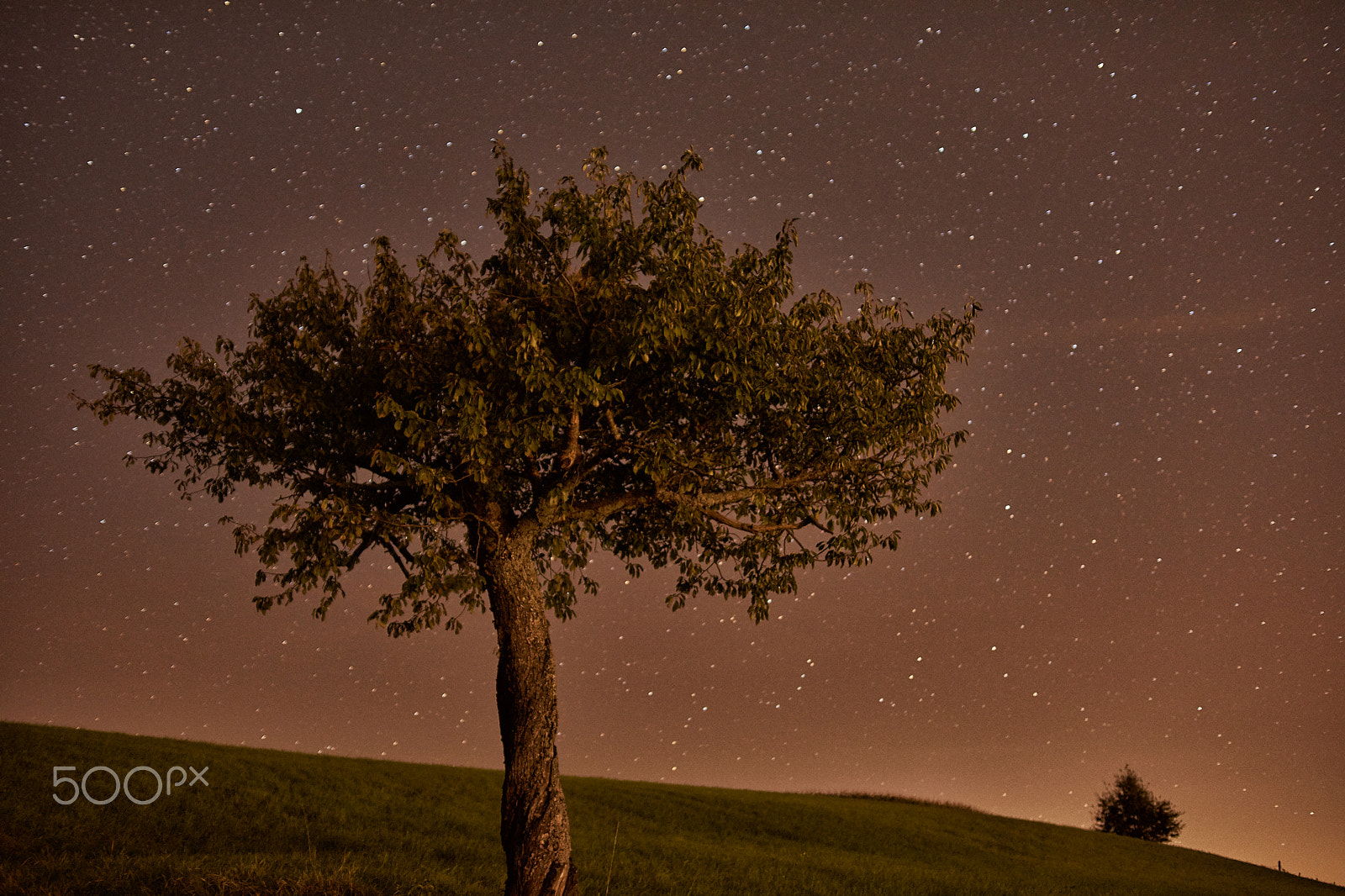 Nikon D7200 sample photo. Tree at night photography