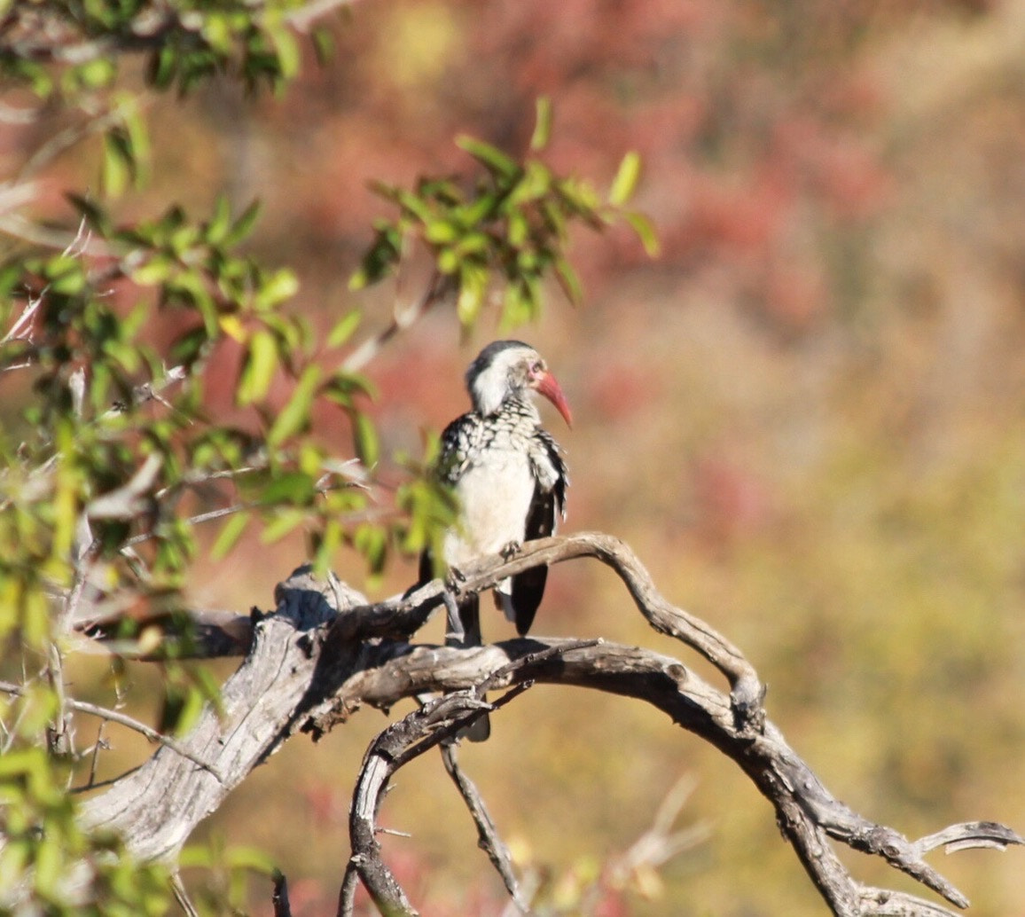 Canon EF 70-300mm F4-5.6 IS USM sample photo