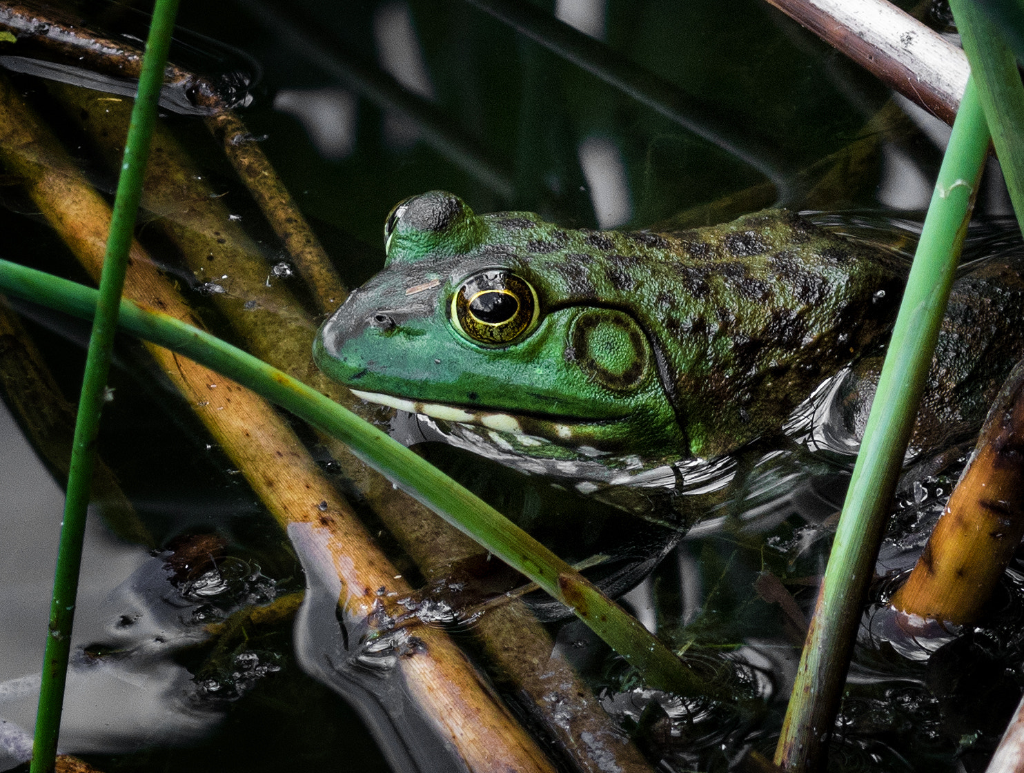 Canon EOS 760D (EOS Rebel T6s / EOS 8000D) sample photo. Froggyb photography