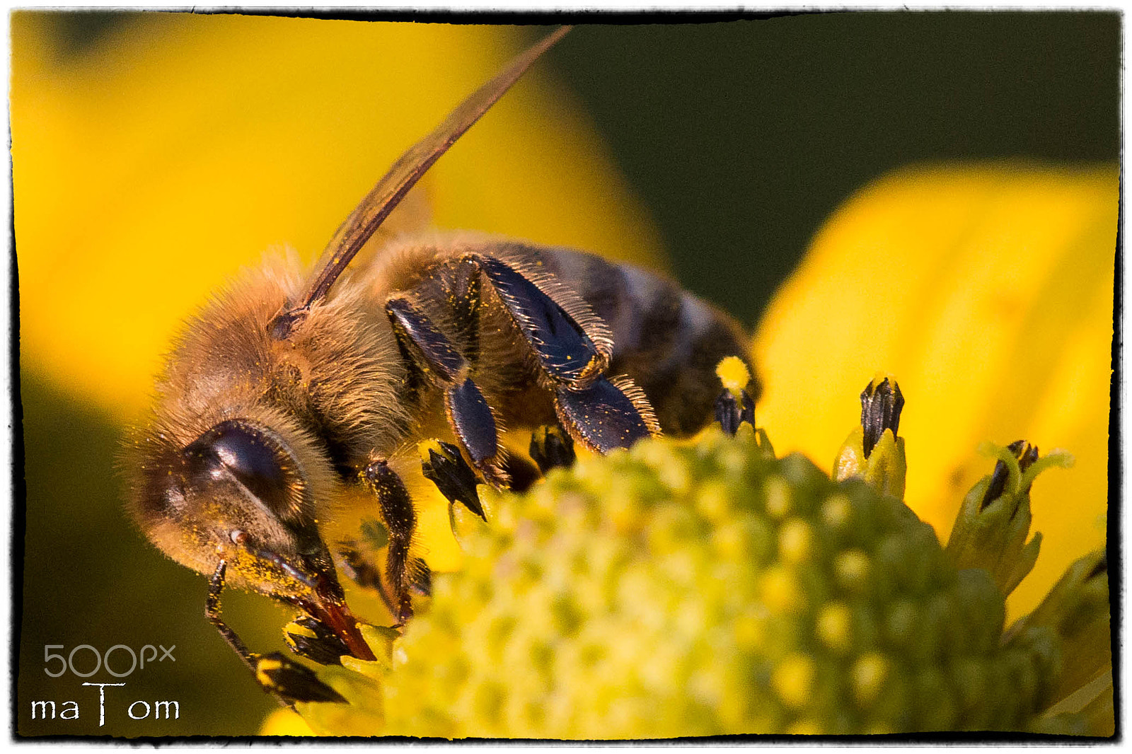 Sigma APO Macro 150mm f/2.8 EX DG HSM sample photo. Biene auf futtersuche photography