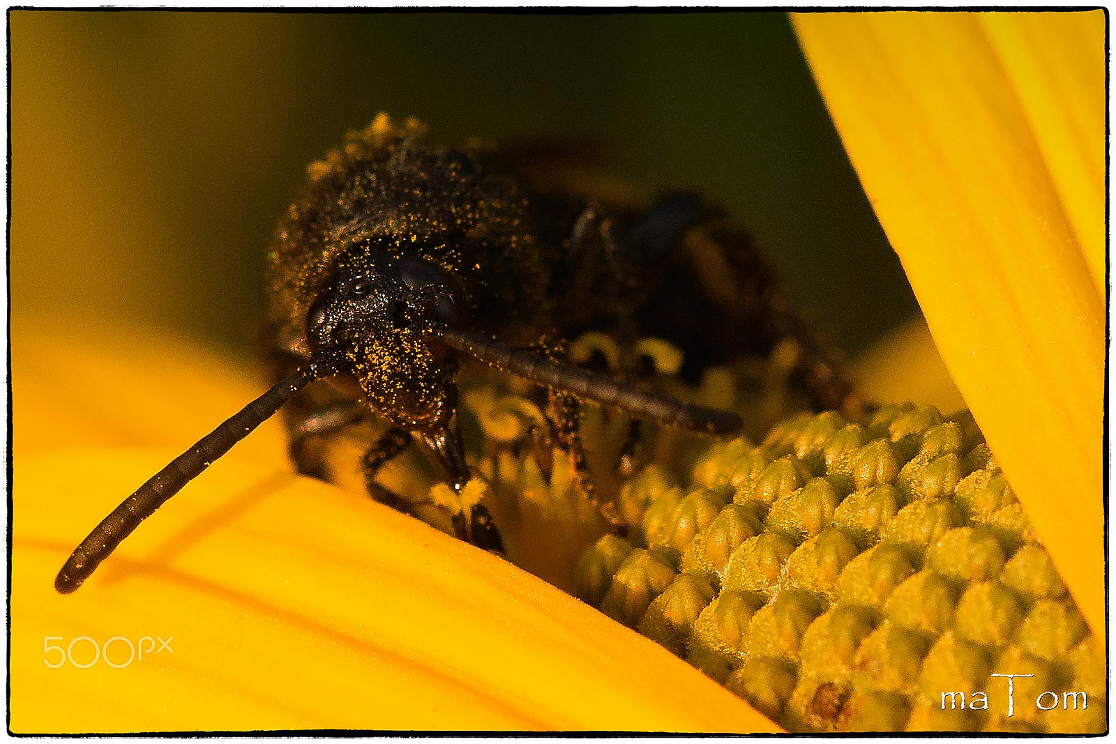 Sigma APO Macro 150mm f/2.8 EX DG HSM sample photo. Futtersuche photography