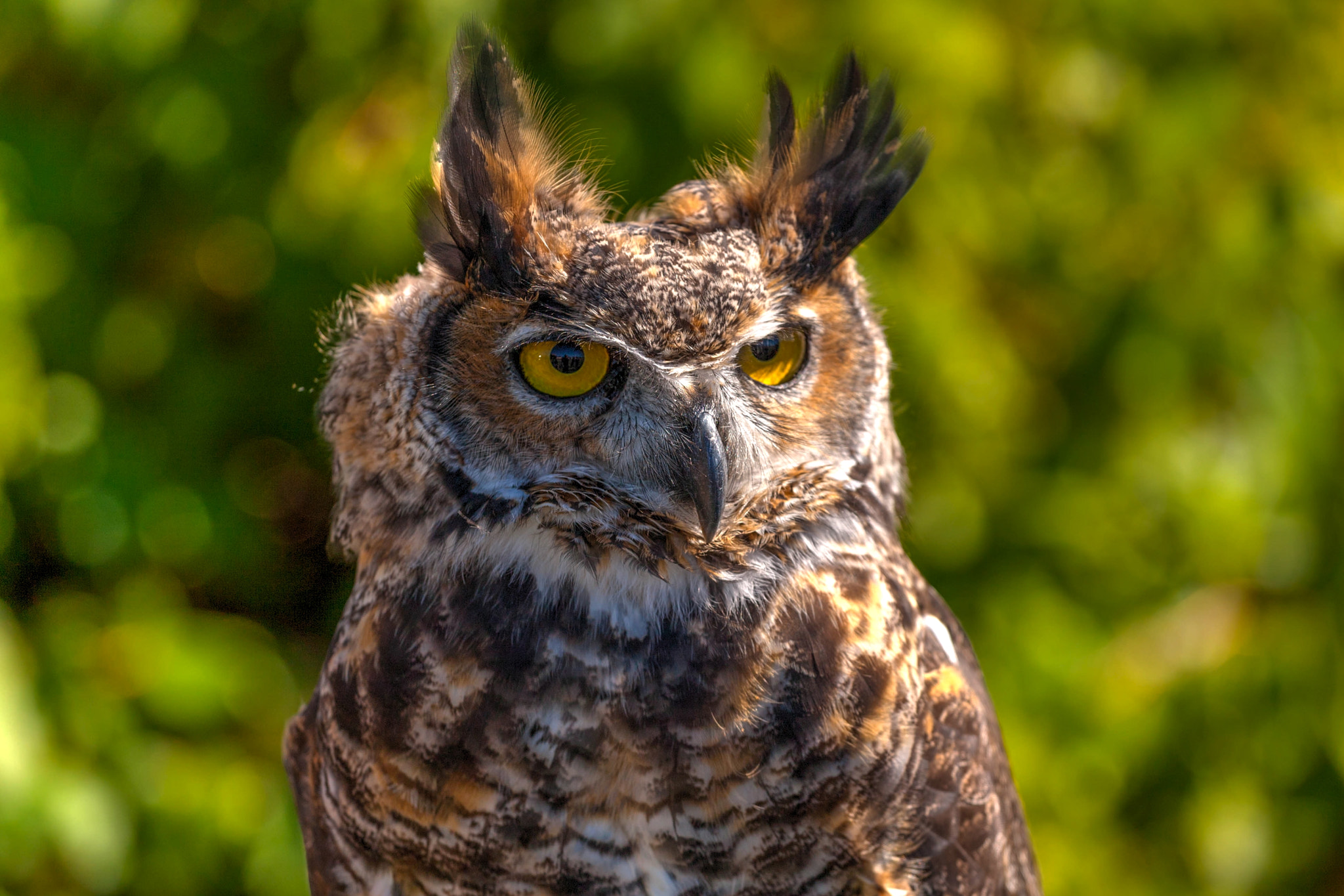 Canon EOS-1D Mark III sample photo. A real hoot photography