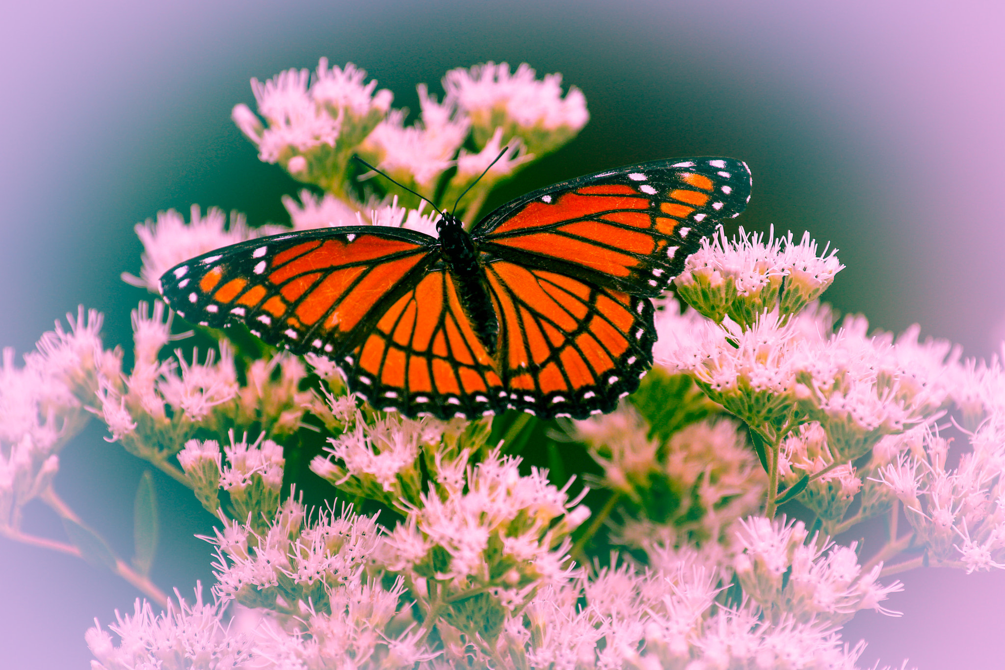 Canon EOS 700D (EOS Rebel T5i / EOS Kiss X7i) + Canon EF 70-200mm F4L IS USM sample photo. Butterfly photography