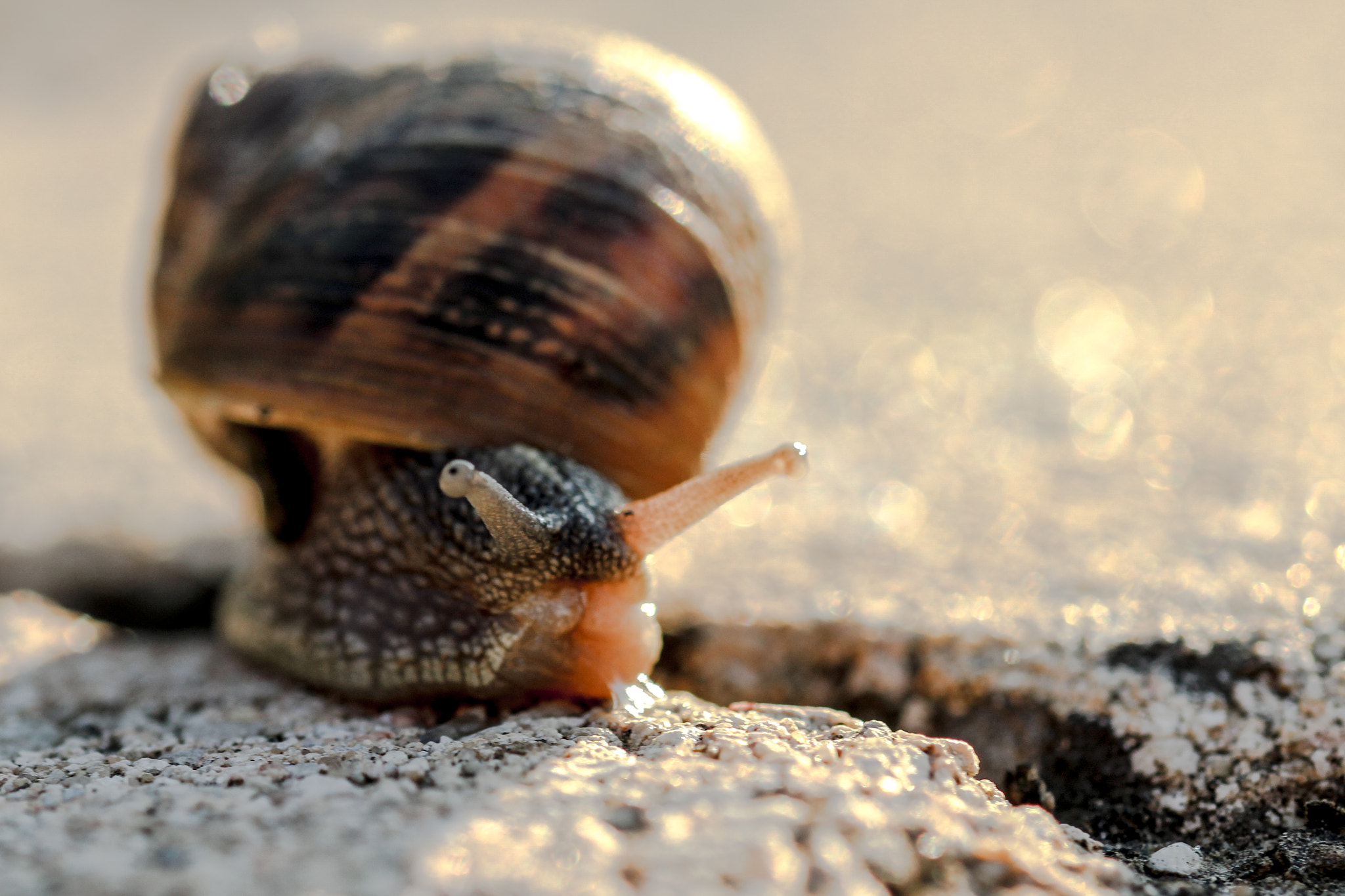 Sigma 105mm F2.8 EX DG OS HSM sample photo. Snail,escargot photography