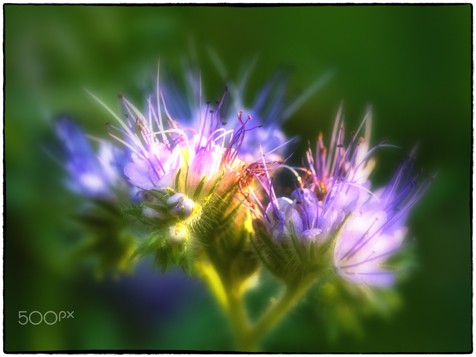Sigma APO Macro 150mm f/2.8 EX DG HSM sample photo. Wiesenpflanze photography