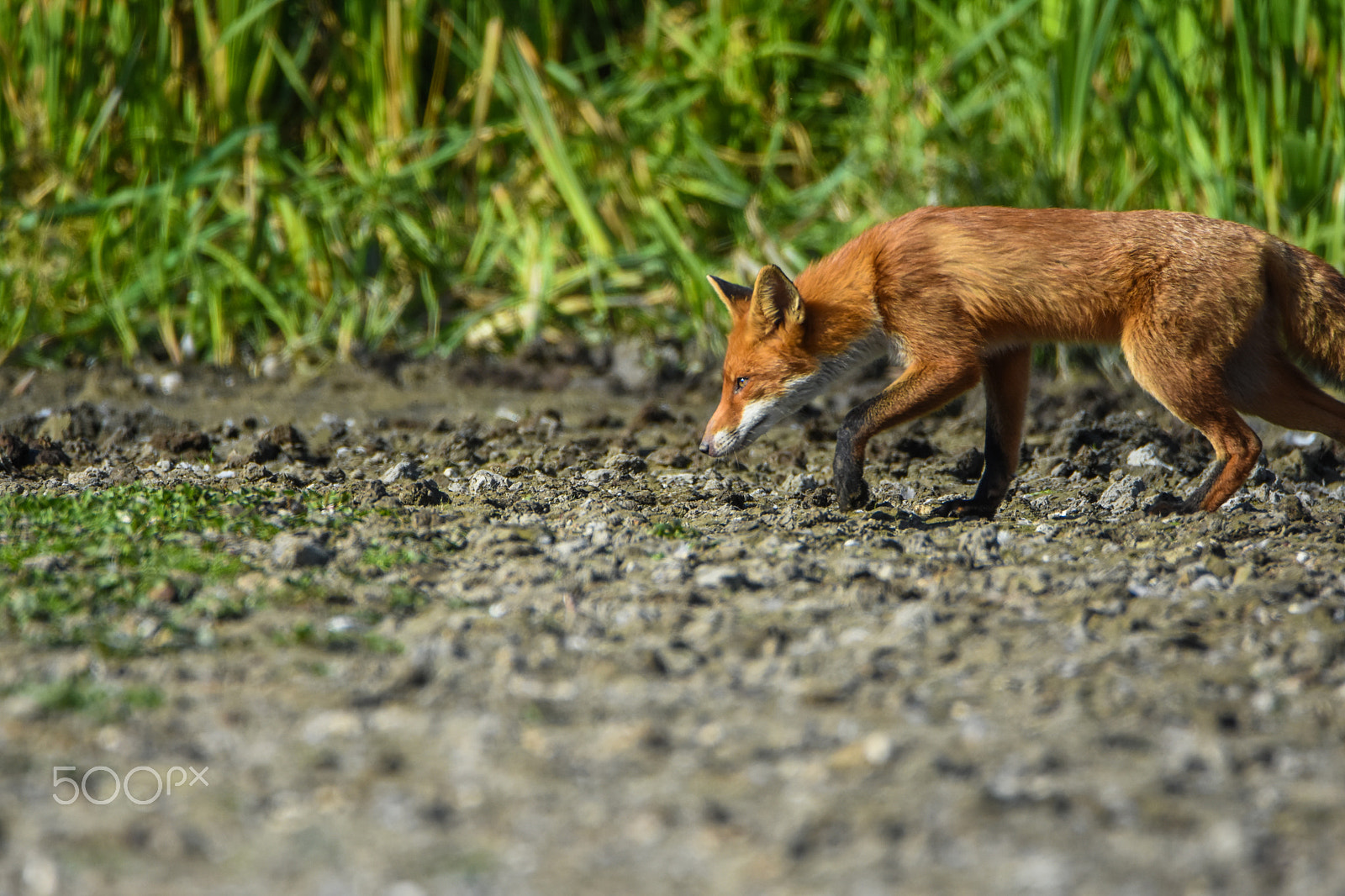 Tamron SP 150-600mm F5-6.3 Di VC USD sample photo. A fox hunt photography