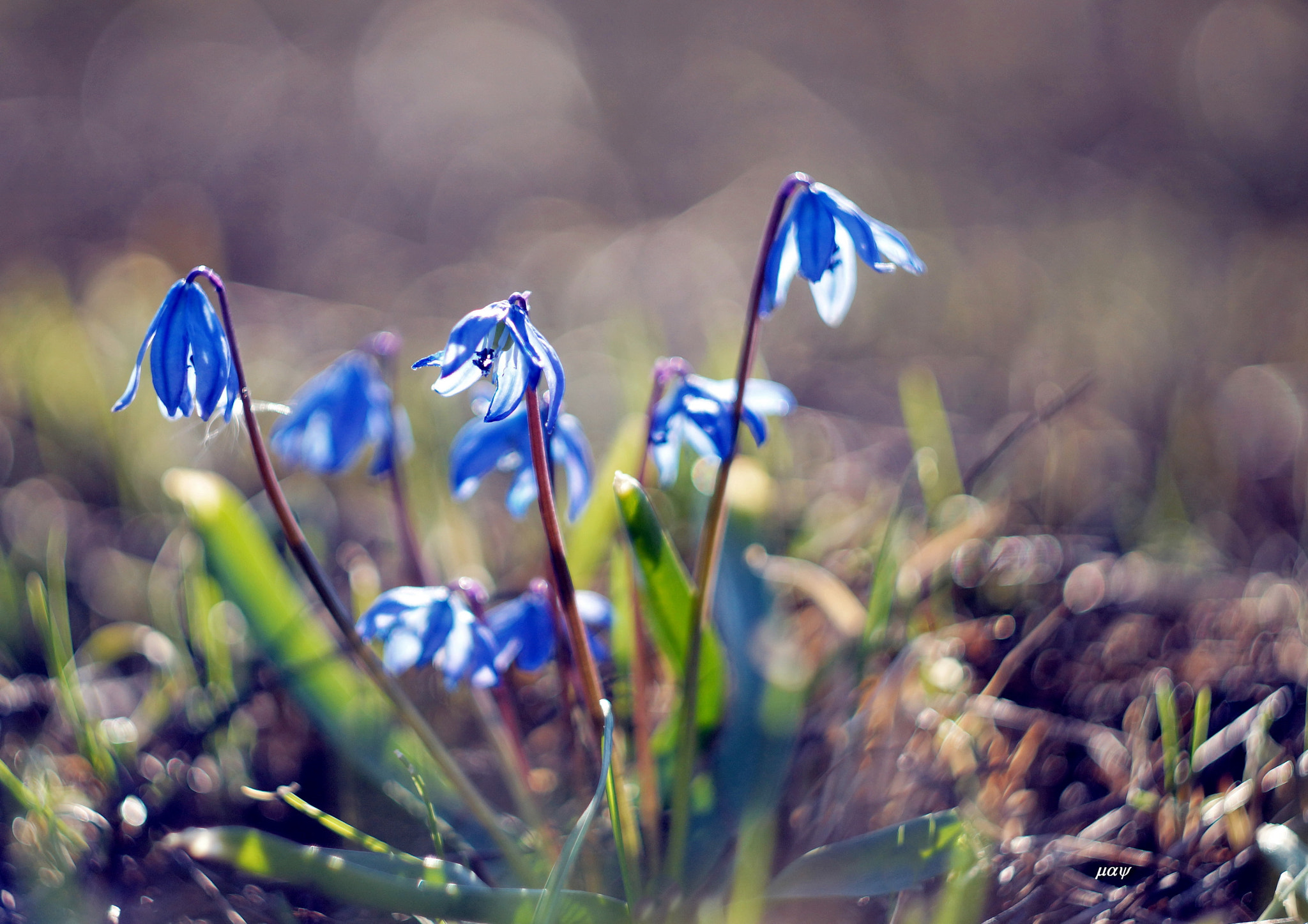 Sony SLT-A65 (SLT-A65V) + Minolta AF 50mm F1.7 sample photo. Primroses photography