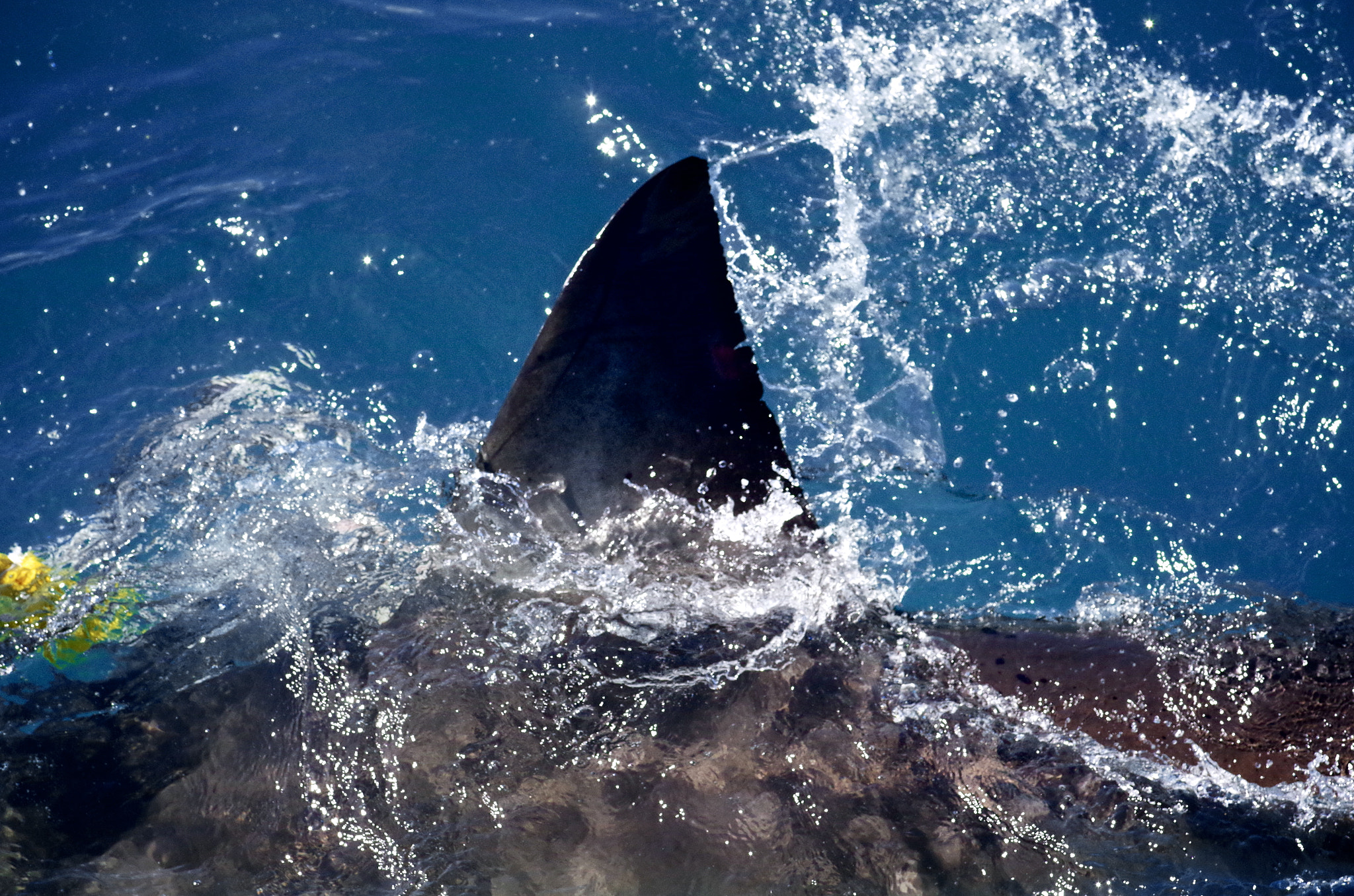 Pentax K-30 + Pentax smc D-FA 100mm F2.8 Macro WR sample photo. Gulls and sharks of gaansbaii, south africa photography