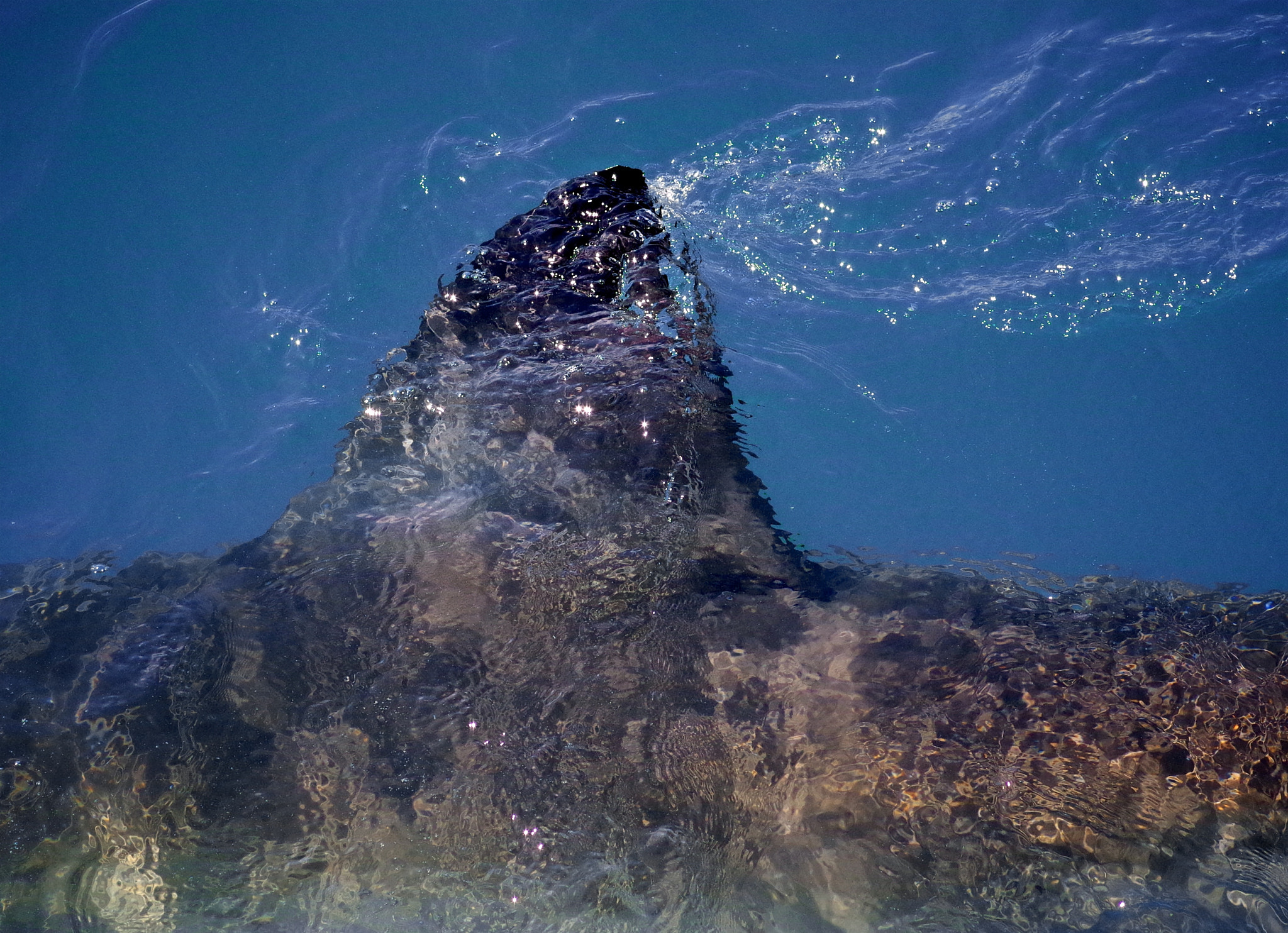 Pentax smc D-FA 100mm F2.8 Macro WR sample photo. Gulls and sharks of gaansbaii, south africa photography