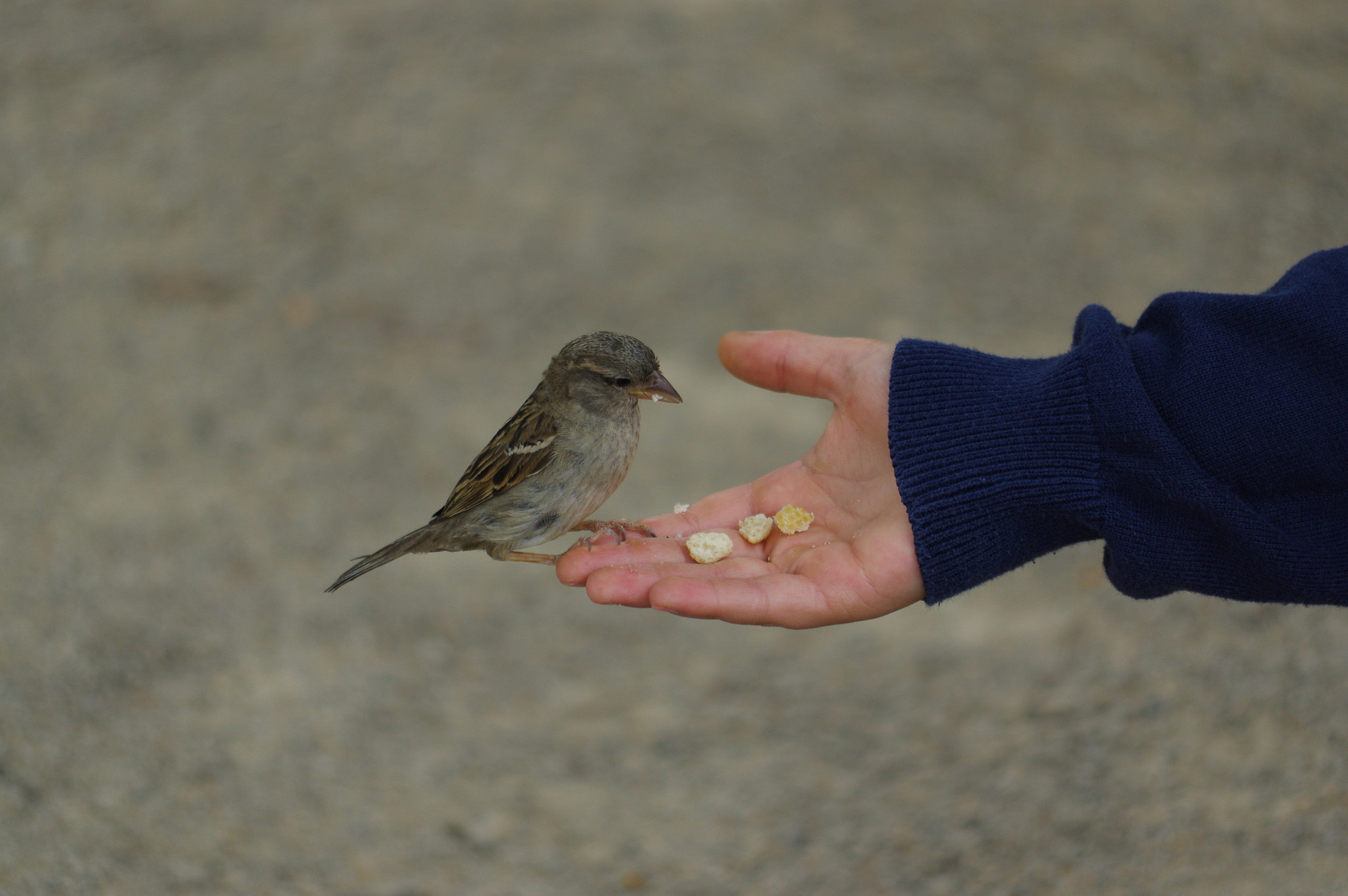 Pentax K-3 sample photo. Sparrow bird eating bread from outstretched hand photography