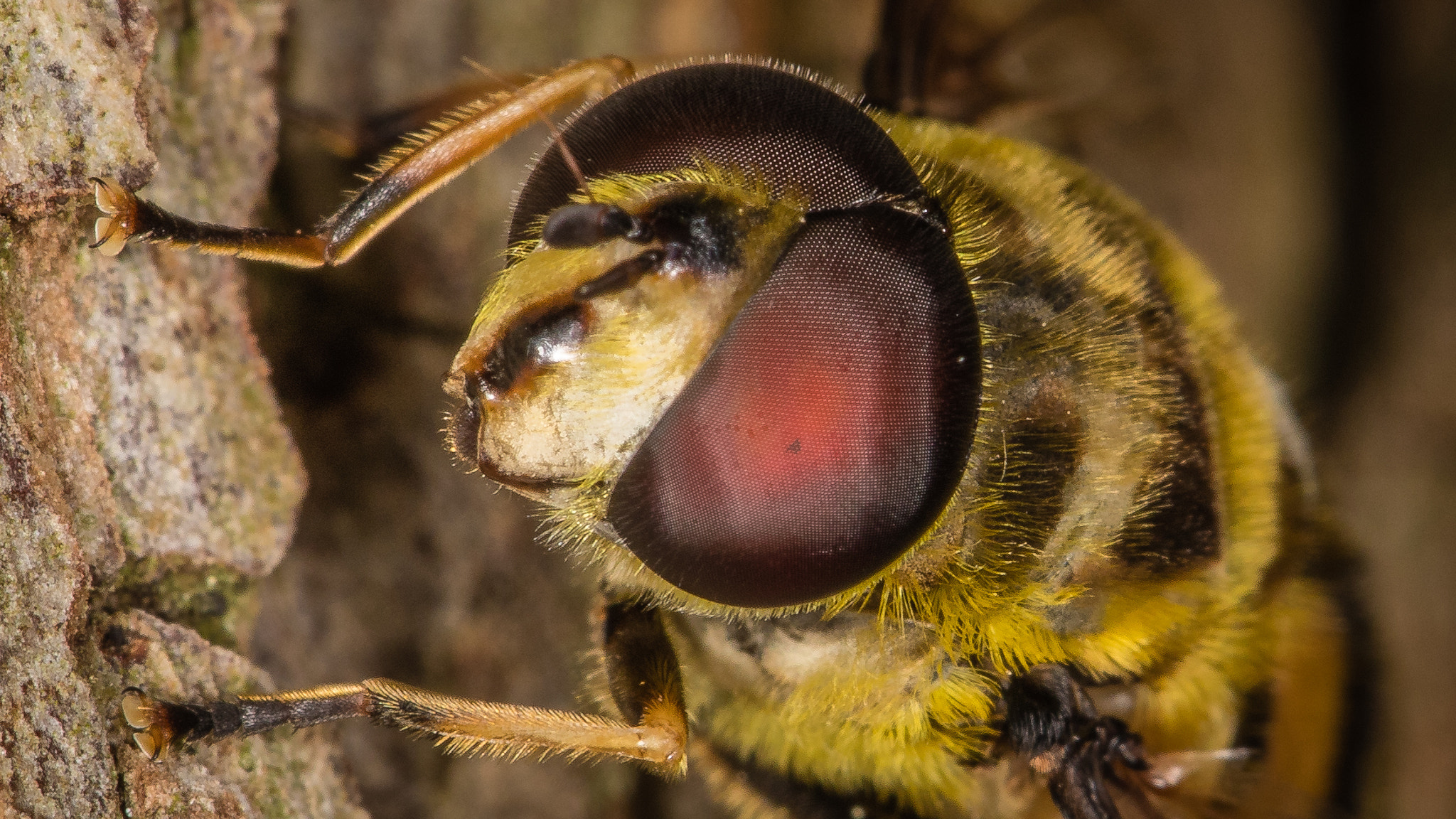 Canon EF 100mm F2.8L Macro IS USM sample photo. Hoverfly photography