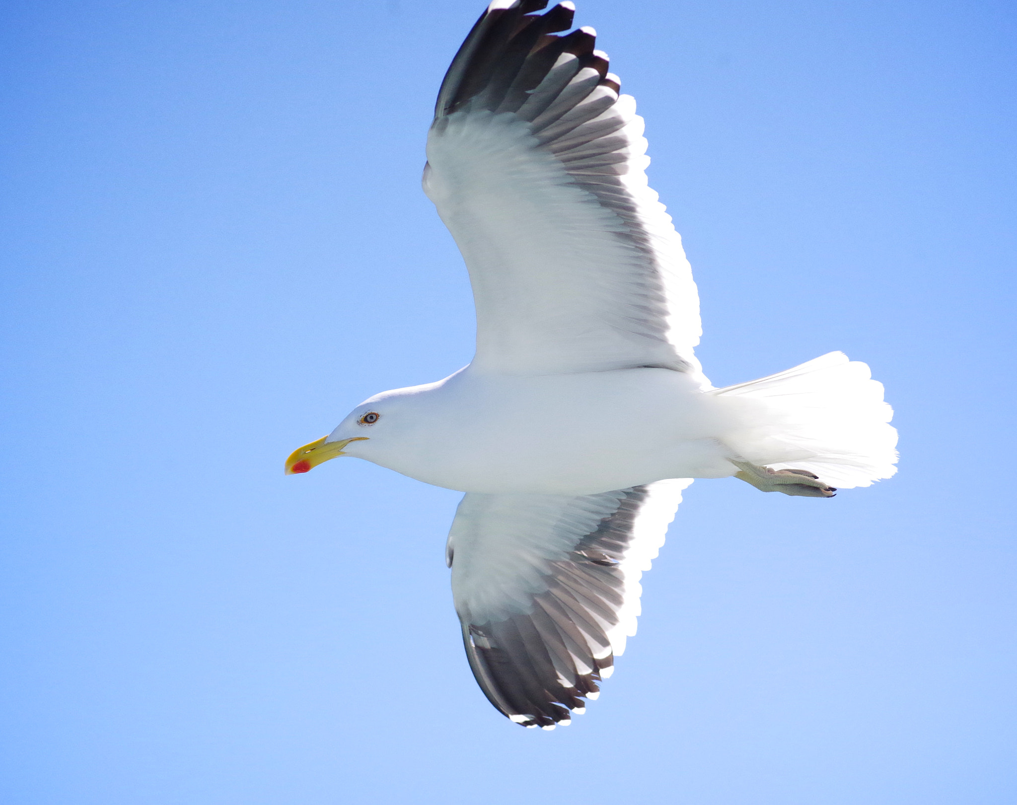 Pentax smc D-FA 100mm F2.8 Macro WR sample photo. Gulls and sharks of gaansbaii, south africa photography