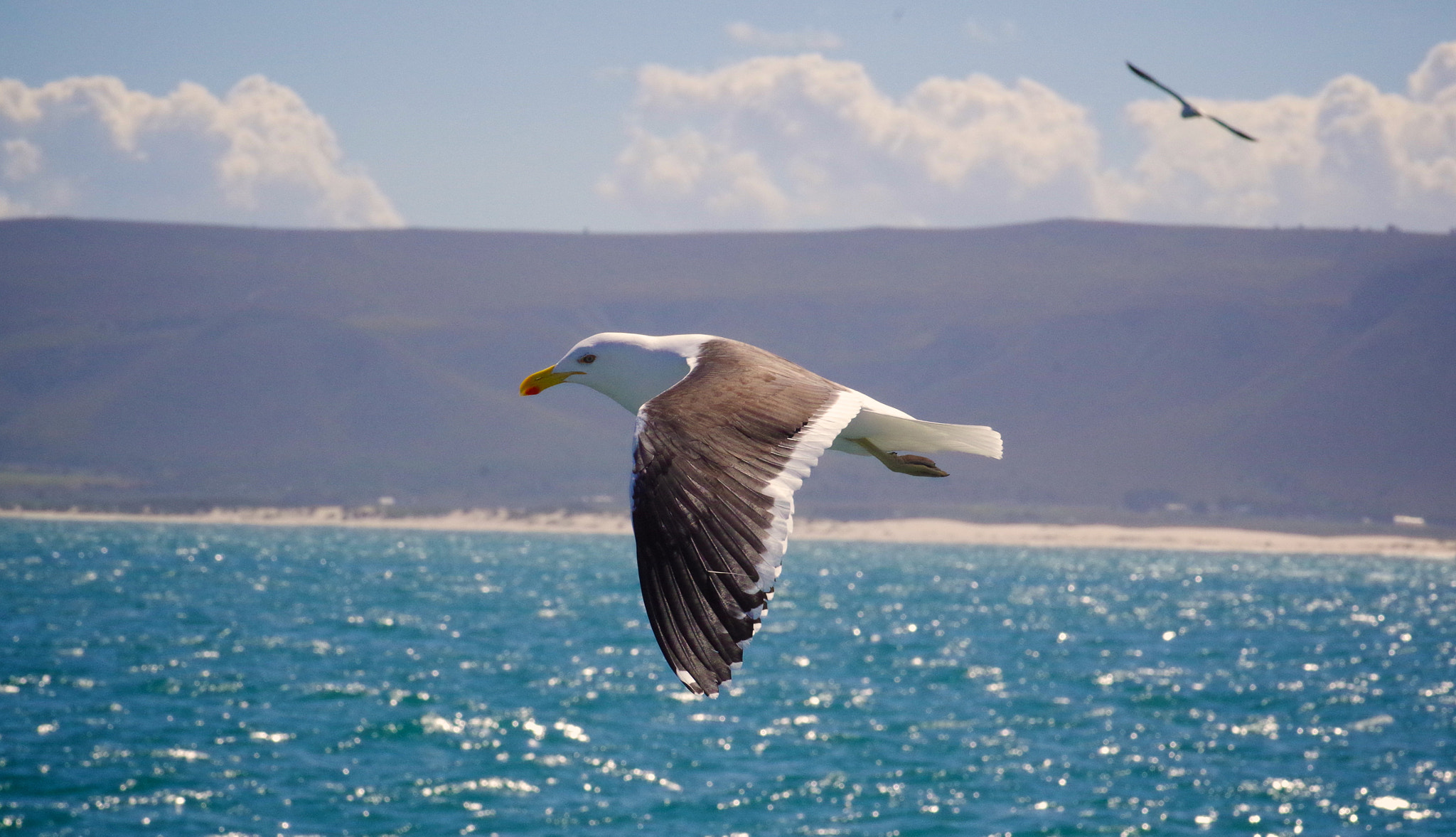 Pentax smc D-FA 100mm F2.8 Macro WR sample photo. Gulls and sharks of gaansbaii, south africa photography