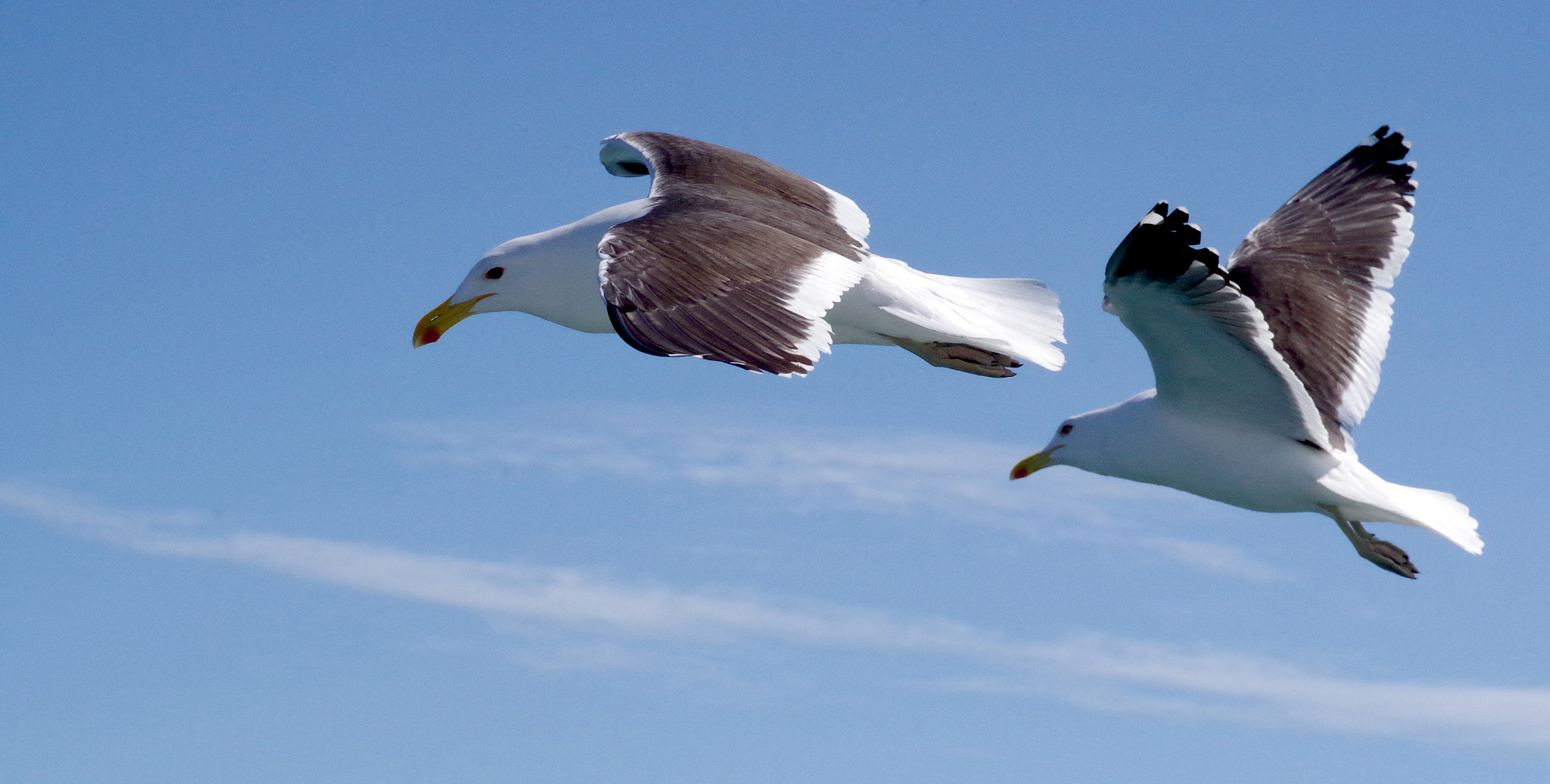 Pentax smc D-FA 100mm F2.8 Macro WR sample photo. Gulls and sharks of gaansbaii, south africa photography
