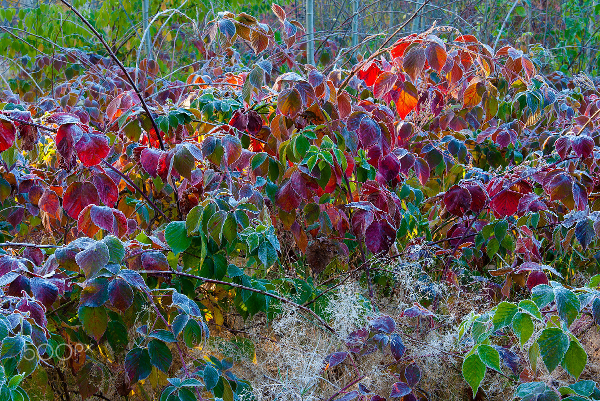 Nikon D80 sample photo. Hoarfrost on the bushes. photography
