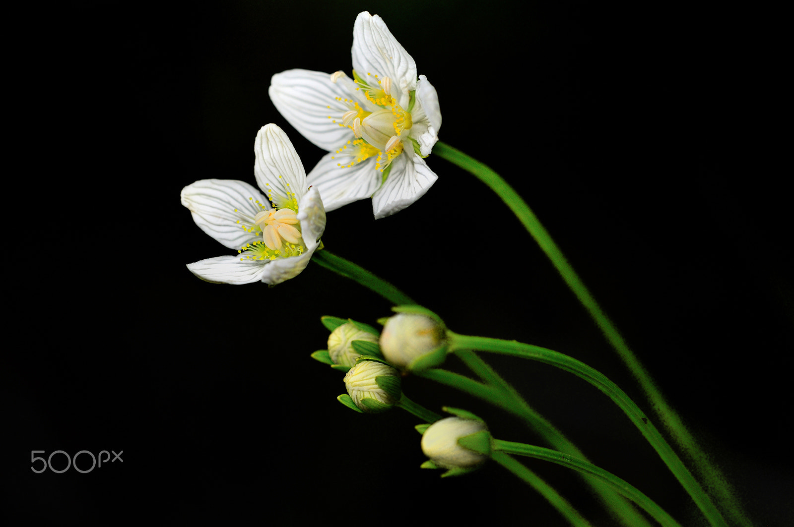 Nikon D300 sample photo. Flowers photography