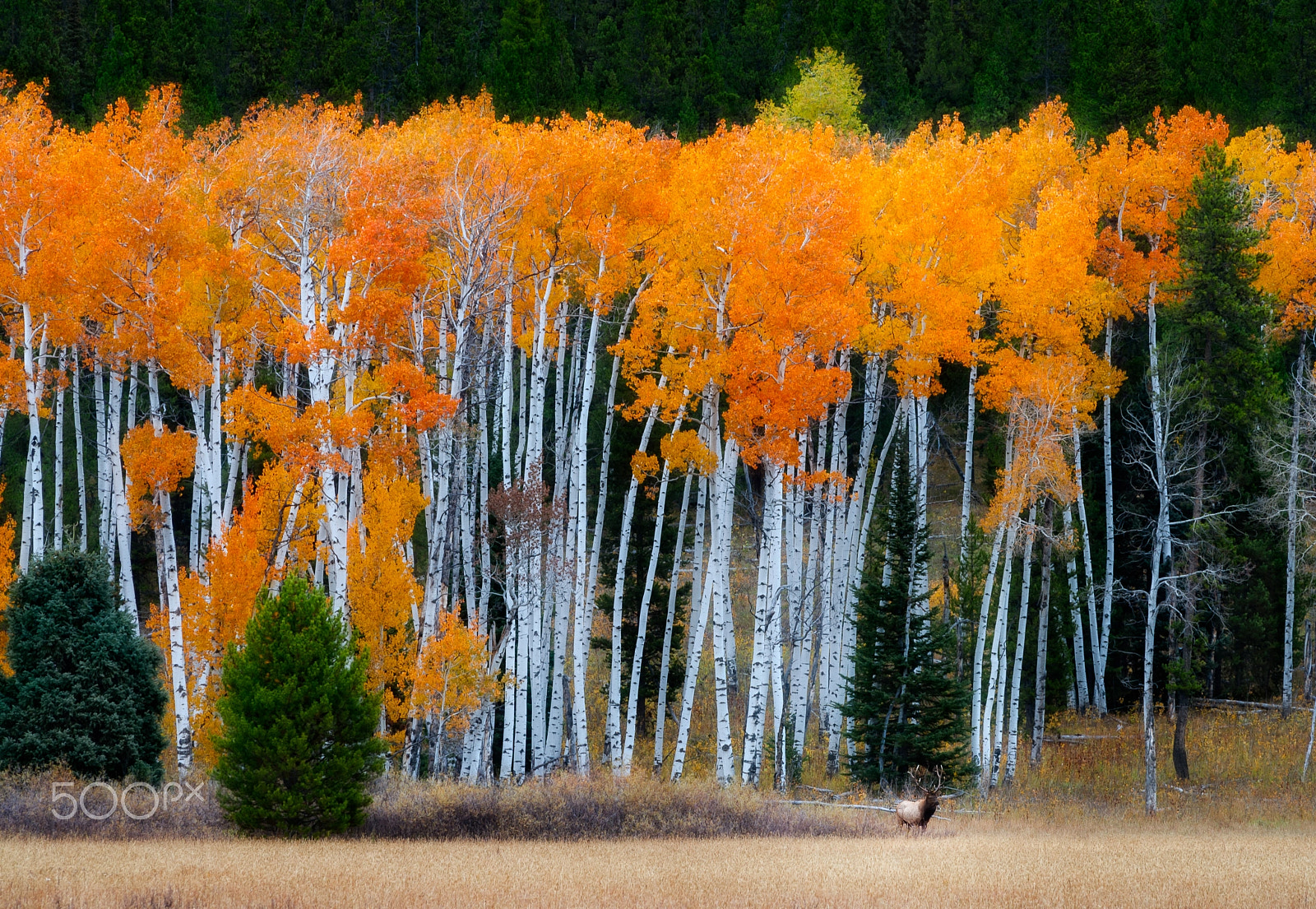 Nikon AF-Nikkor 80-200mm F2.8D ED sample photo. Autumn in the rockies photography