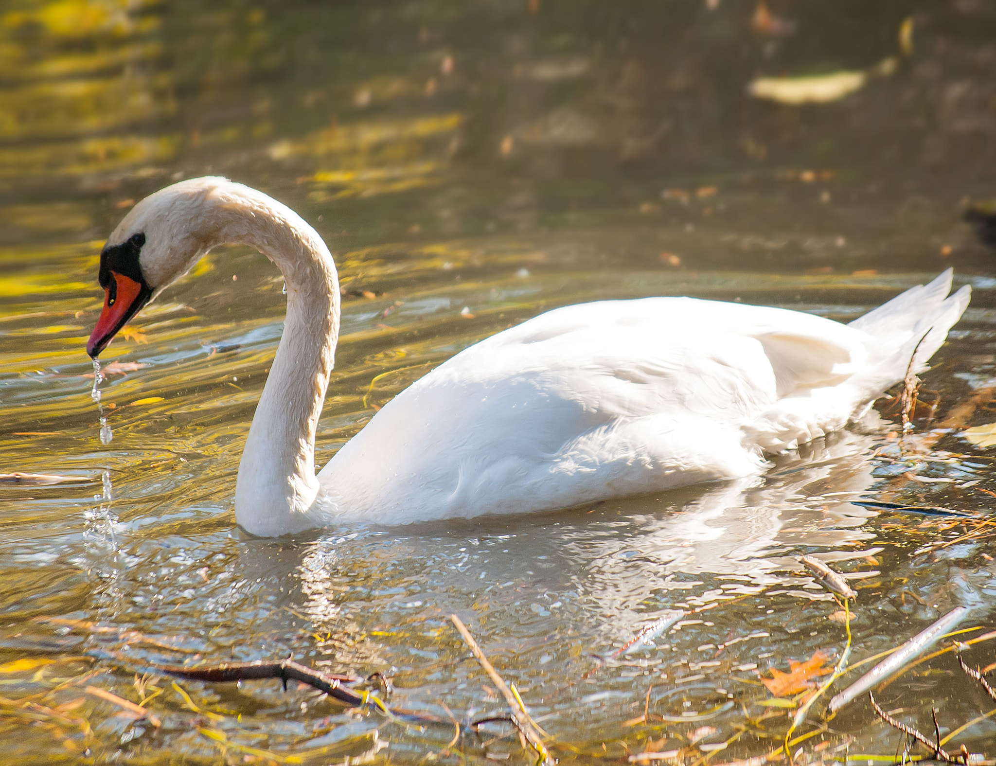 Nikon D200 sample photo. Prospect park.swan photography