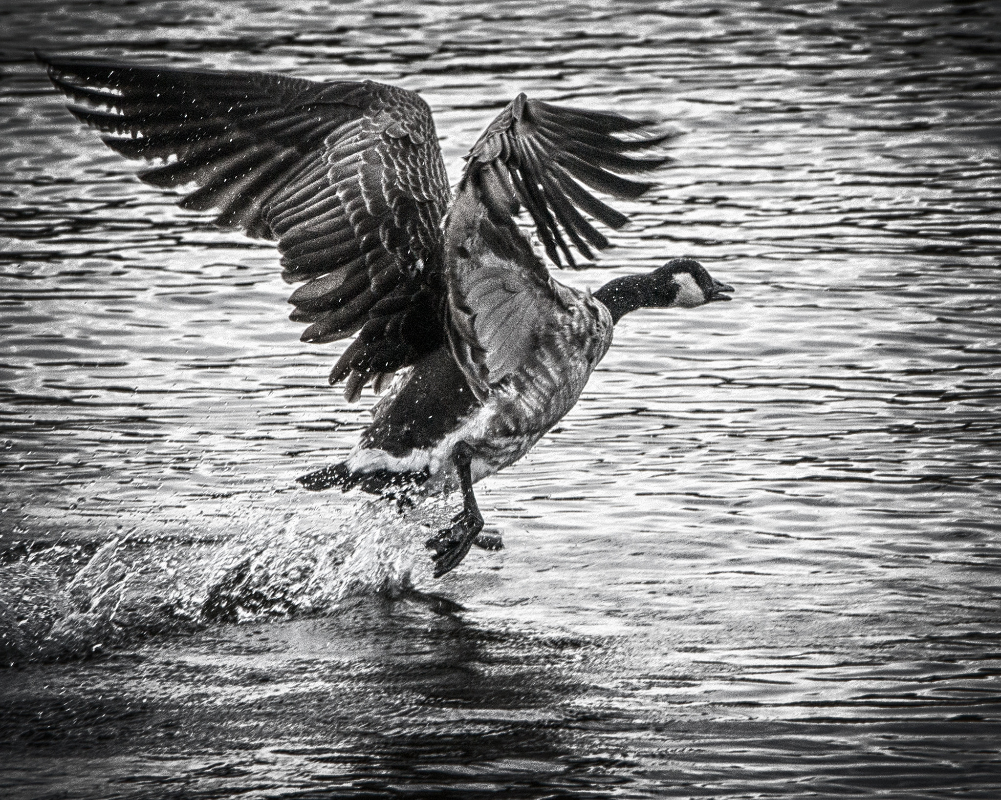 Sony a99 II sample photo. Bird photography