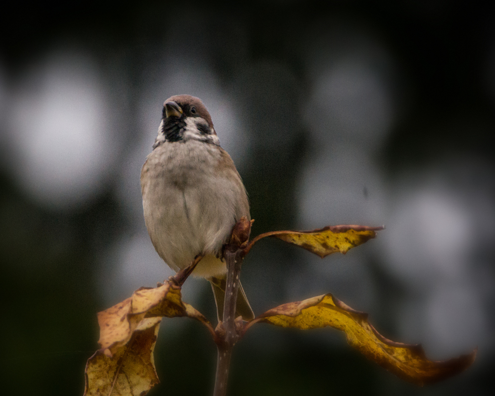Tamron SP 150-600mm F5-6.3 Di VC USD sample photo. Bird #002 photography