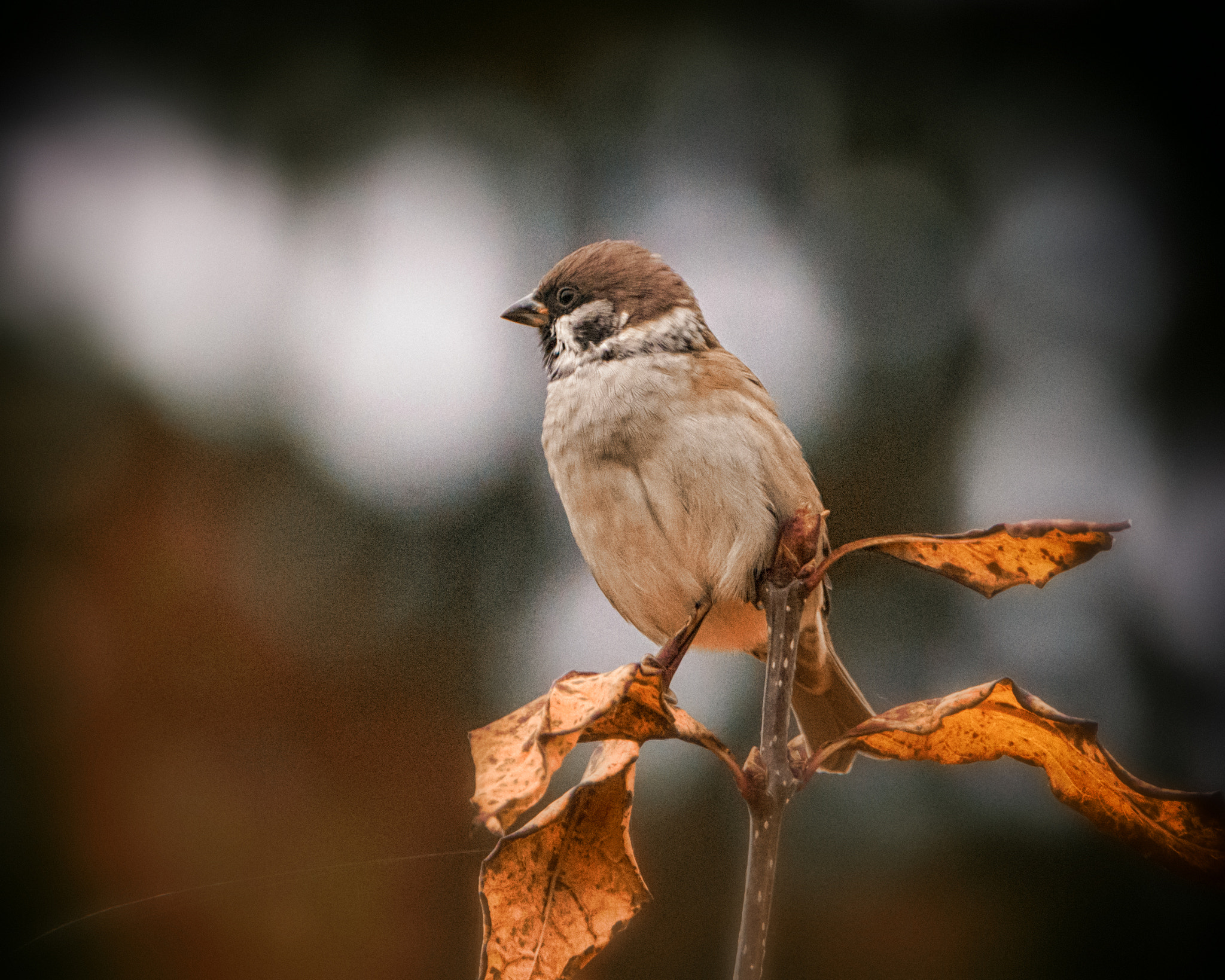 Sony a99 II + Tamron SP 150-600mm F5-6.3 Di VC USD sample photo. Bird #001 photography