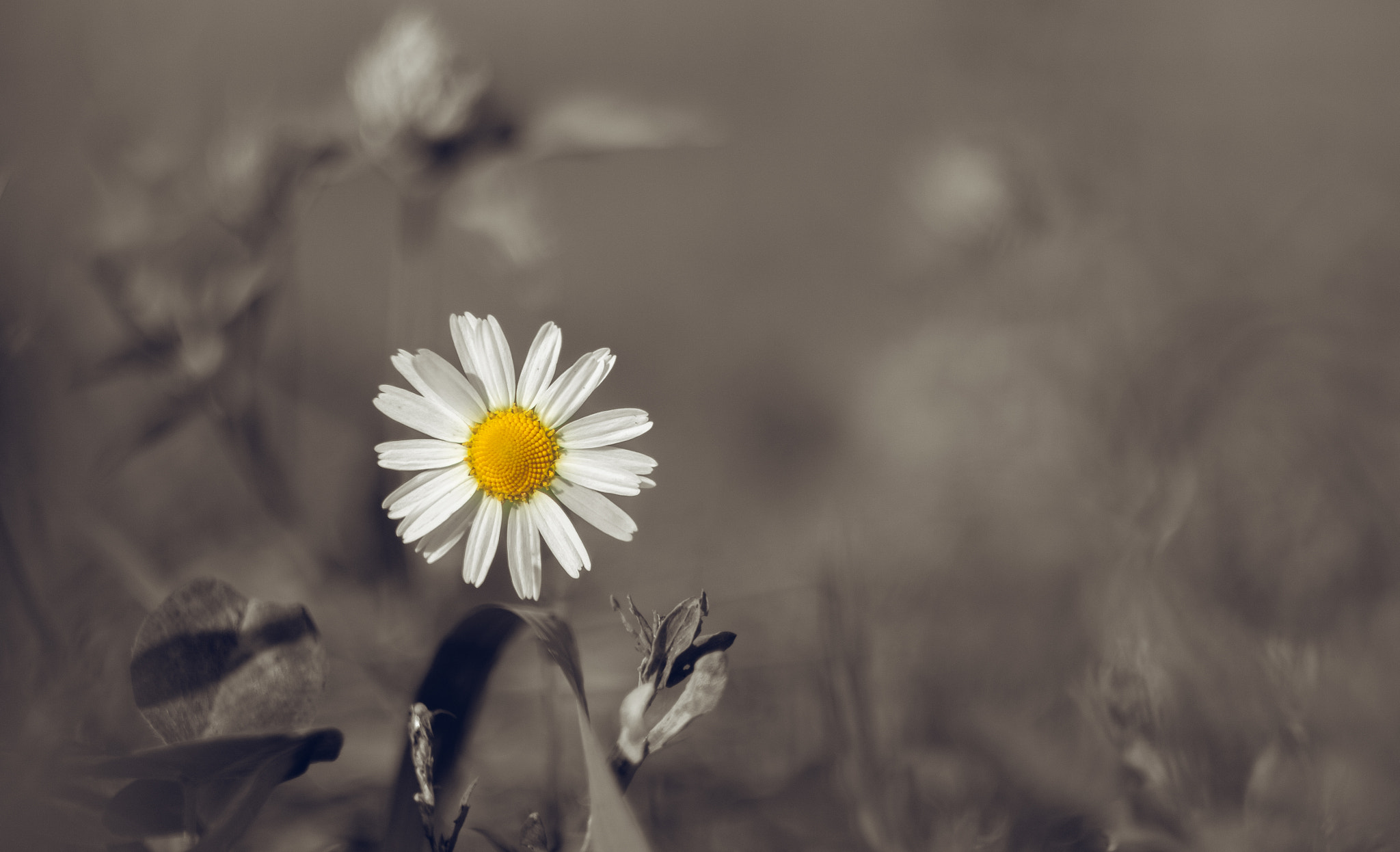 Canon EF 35-80mm f/4-5.6 sample photo. Tiny daisy (big world) photography