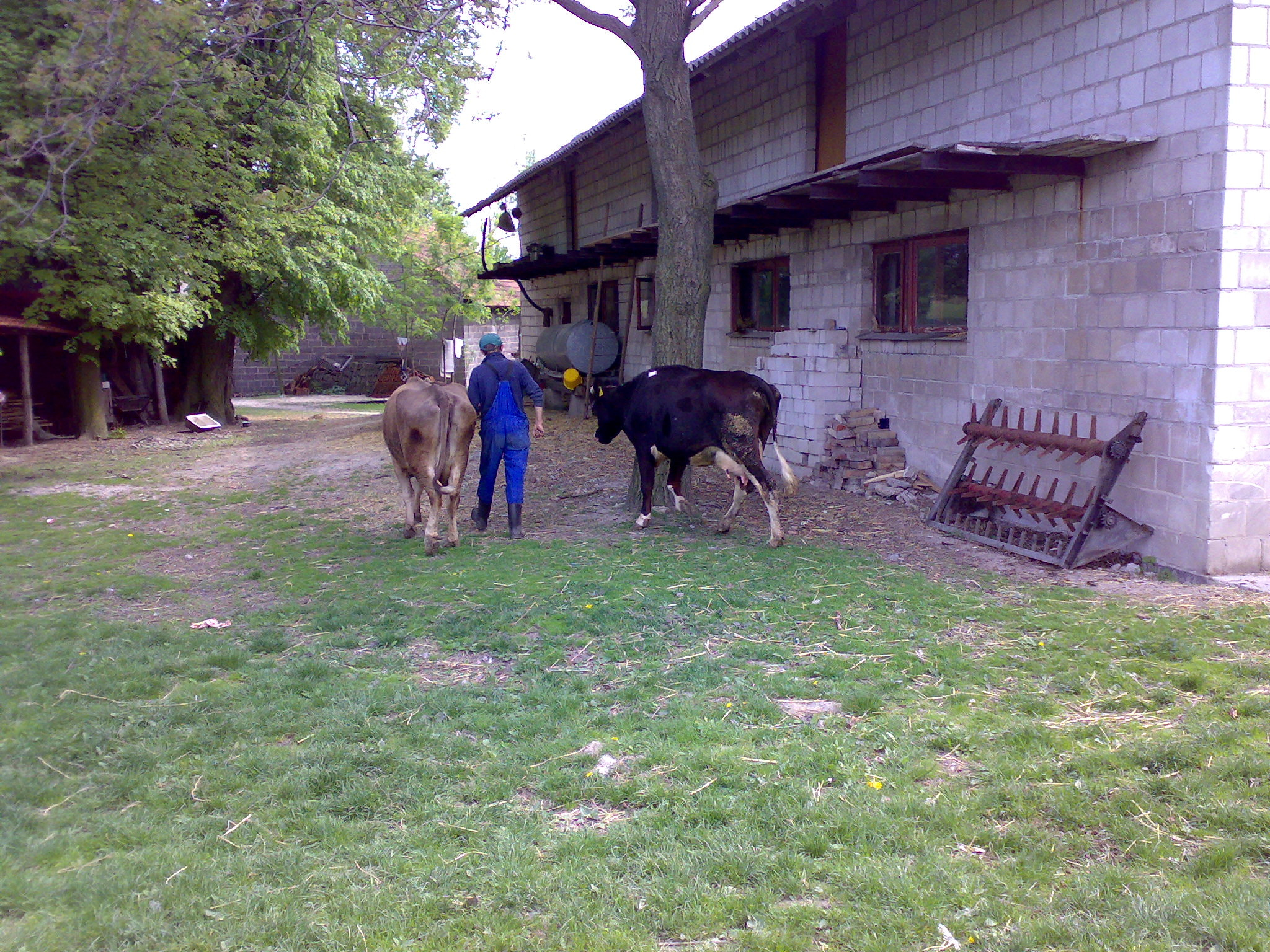 Nokia N73 sample photo. Farmer is taking cows photography