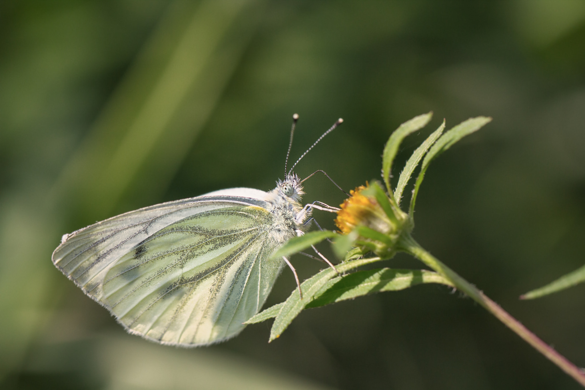 Canon EOS 60D + Canon EF 100mm F2.8L Macro IS USM sample photo. Mg photography