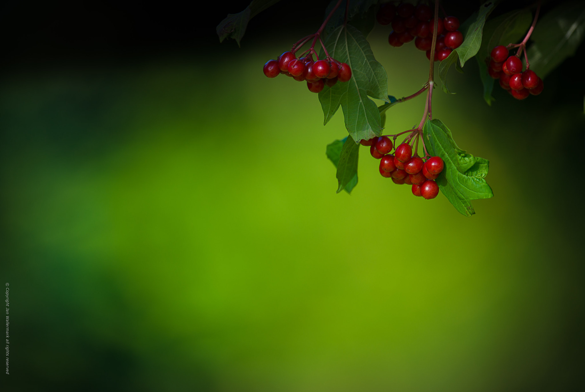 Nikon AF-S Nikkor 400mm F2.8E FL ED VR sample photo. Exploring the garden vlll photography
