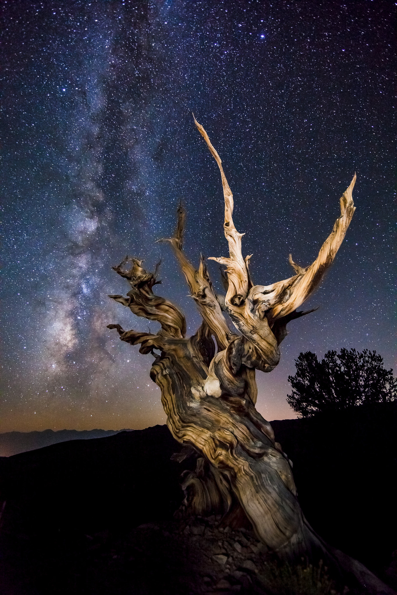 Canon EF 14mm F2.8L II USM sample photo. Ancient pine photography