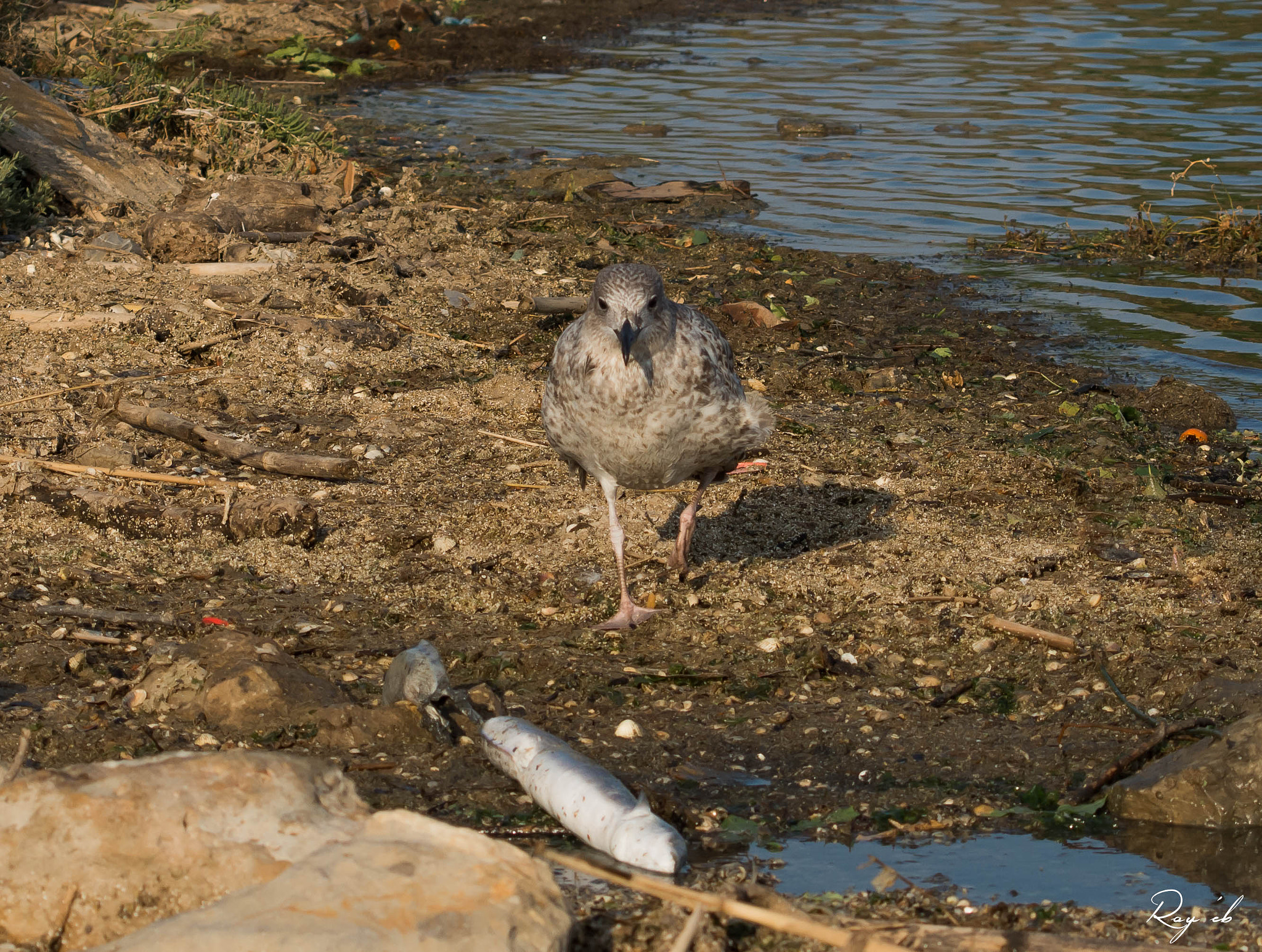 Nikon D7200 + AF Zoom-Nikkor 28-70mm f/3.5-4.5 sample photo. Précipitation !!! photography