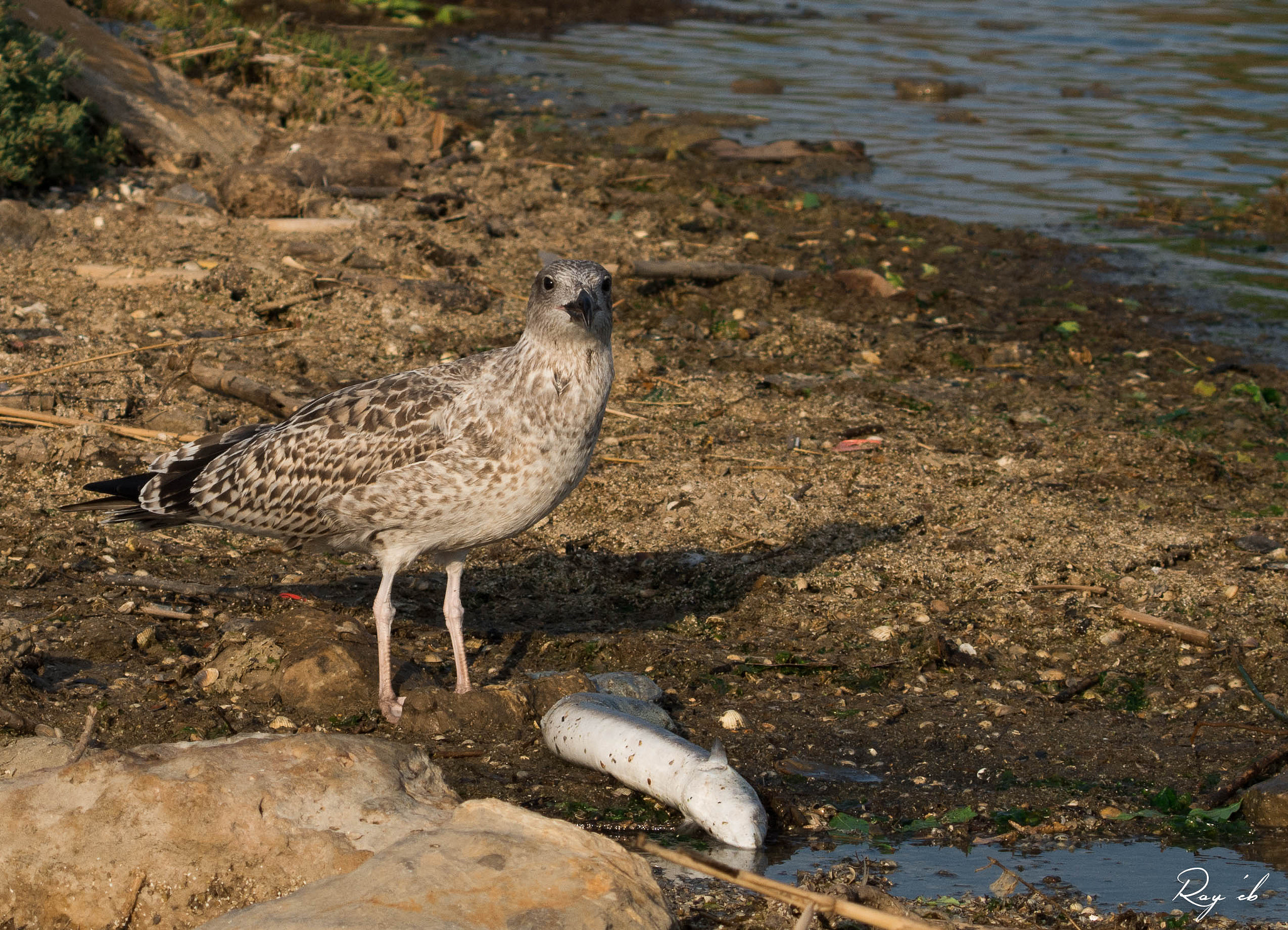 AF Zoom-Nikkor 28-70mm f/3.5-4.5 sample photo. Observation !!! photography