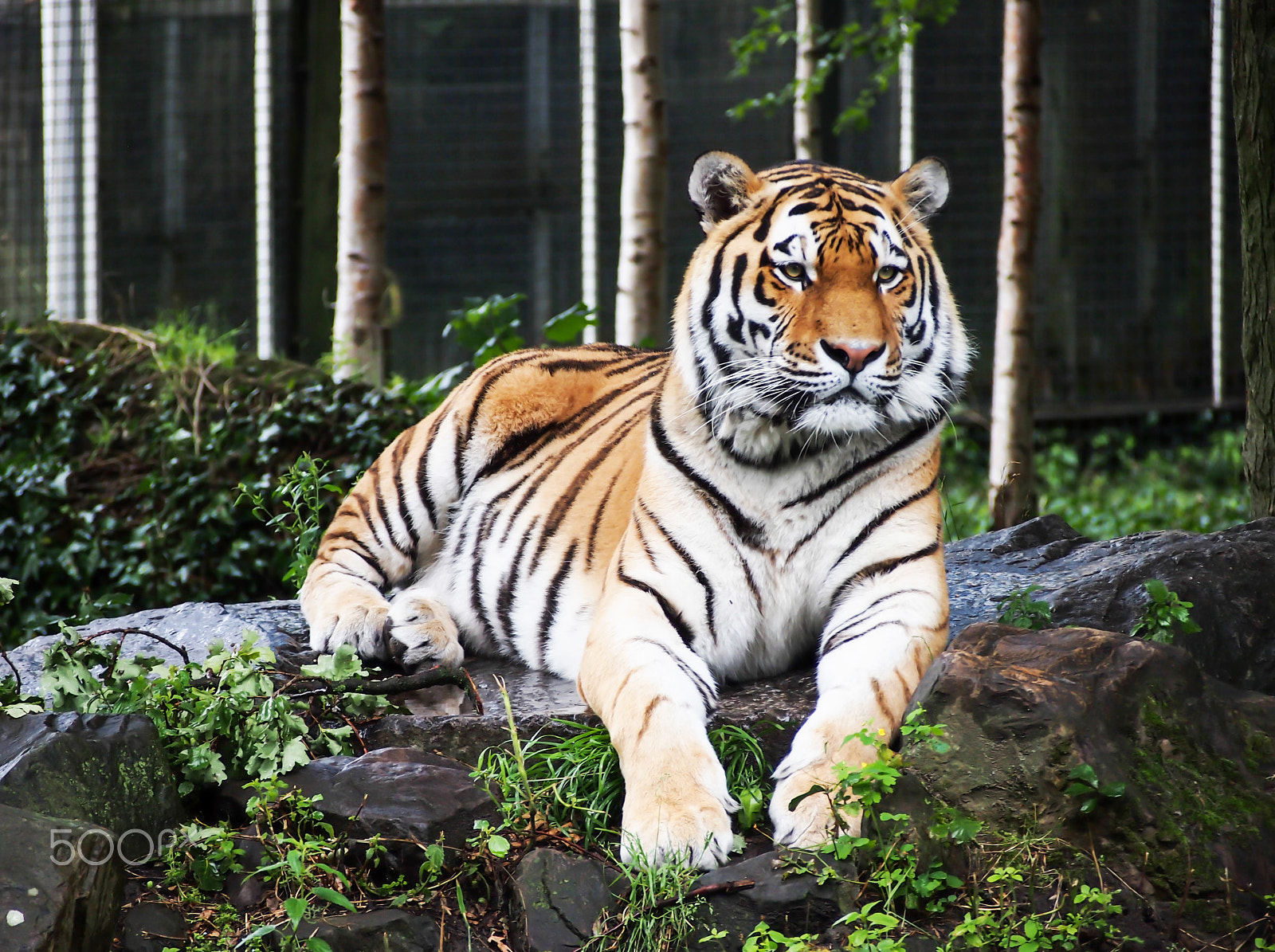 Olympus PEN E-PL3 sample photo. Tiger nature photography