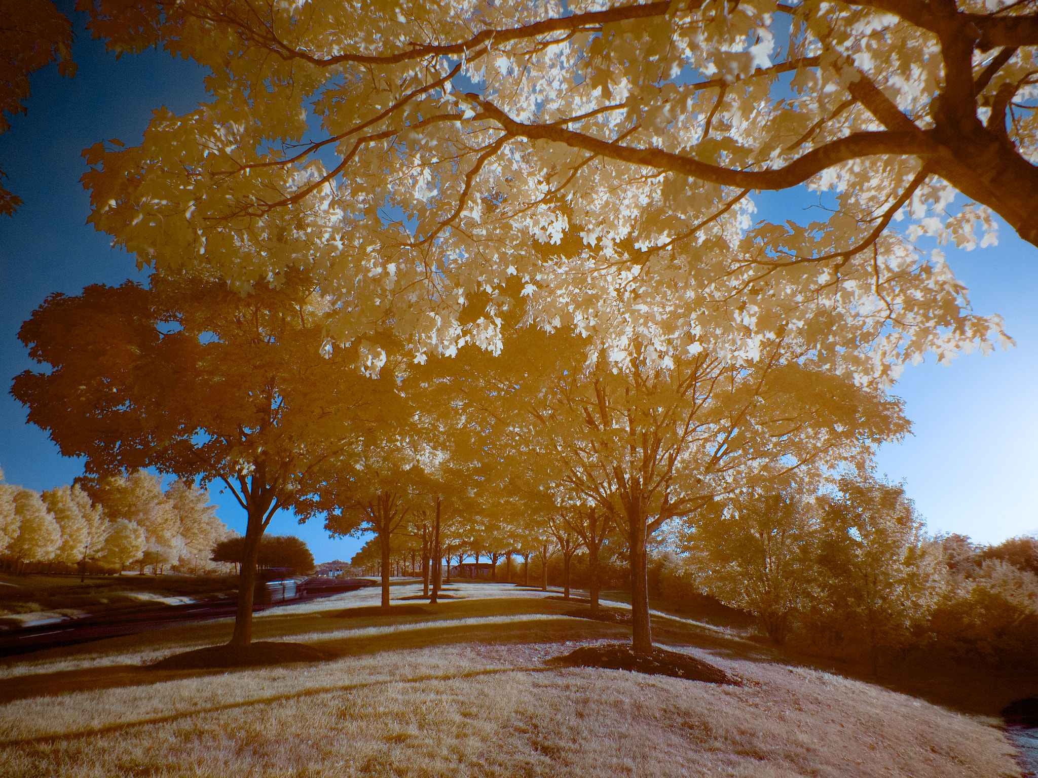 Olympus M.Zuiko Digital ED 14-42mm F3.5-5.6 EZ sample photo. Infrared trees photography
