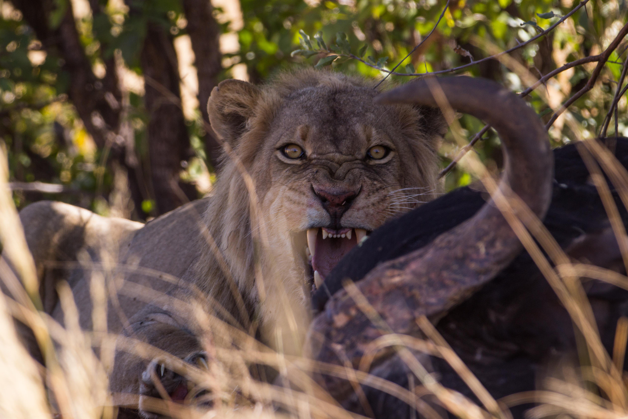 Canon EF 70-200mm F2.8L IS II USM sample photo. Lion's feast photography