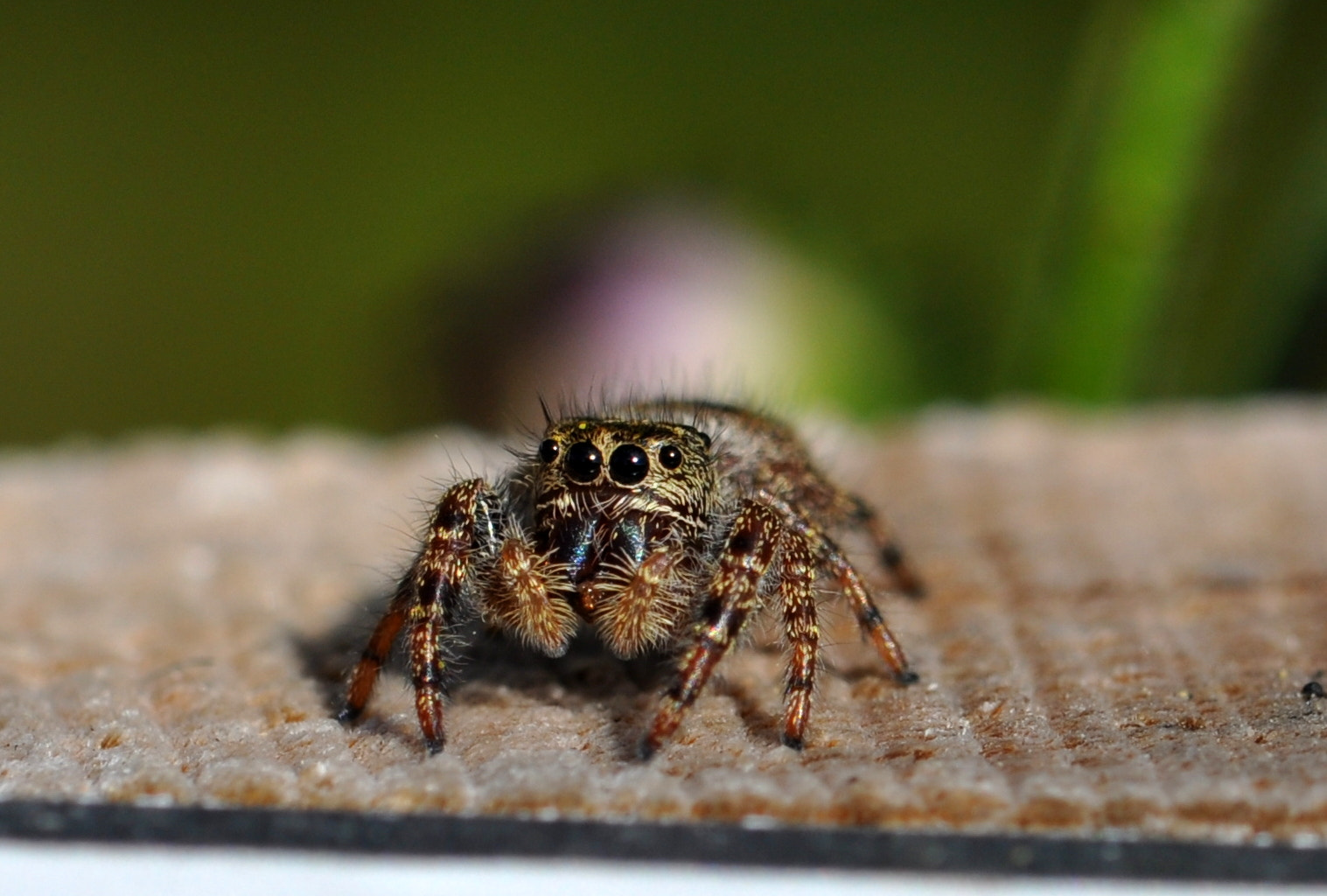 Nikon AF-S DX Micro-Nikkor 85mm F3.5G ED VR sample photo. Look into my eyes... photography