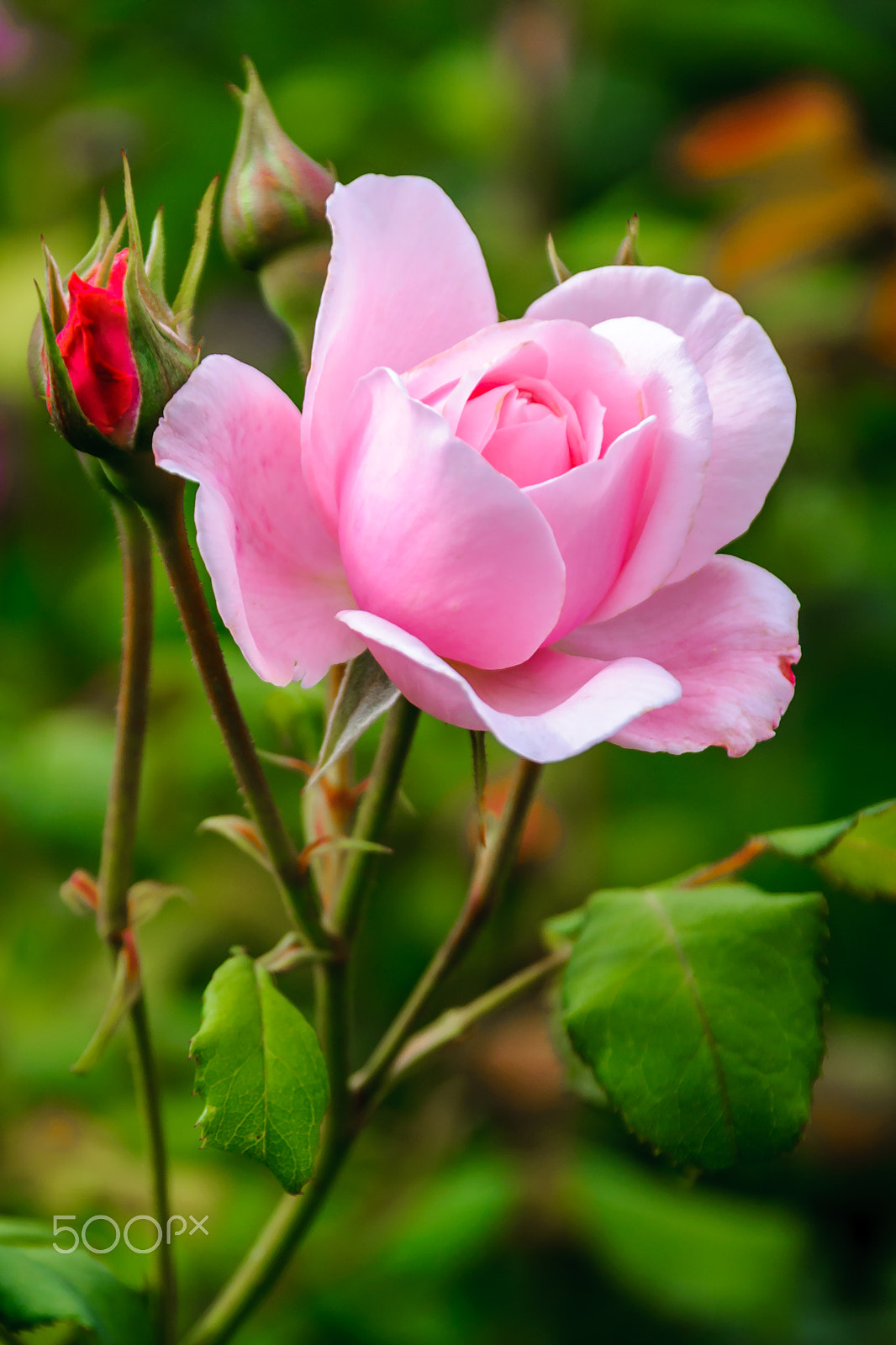Sigma 18-200mm F3.5-6.3 DC OS HSM sample photo. Роза photography