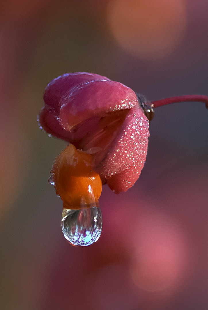 Canon EF 100mm F2.8 Macro USM sample photo. Fruit du fusin photography
