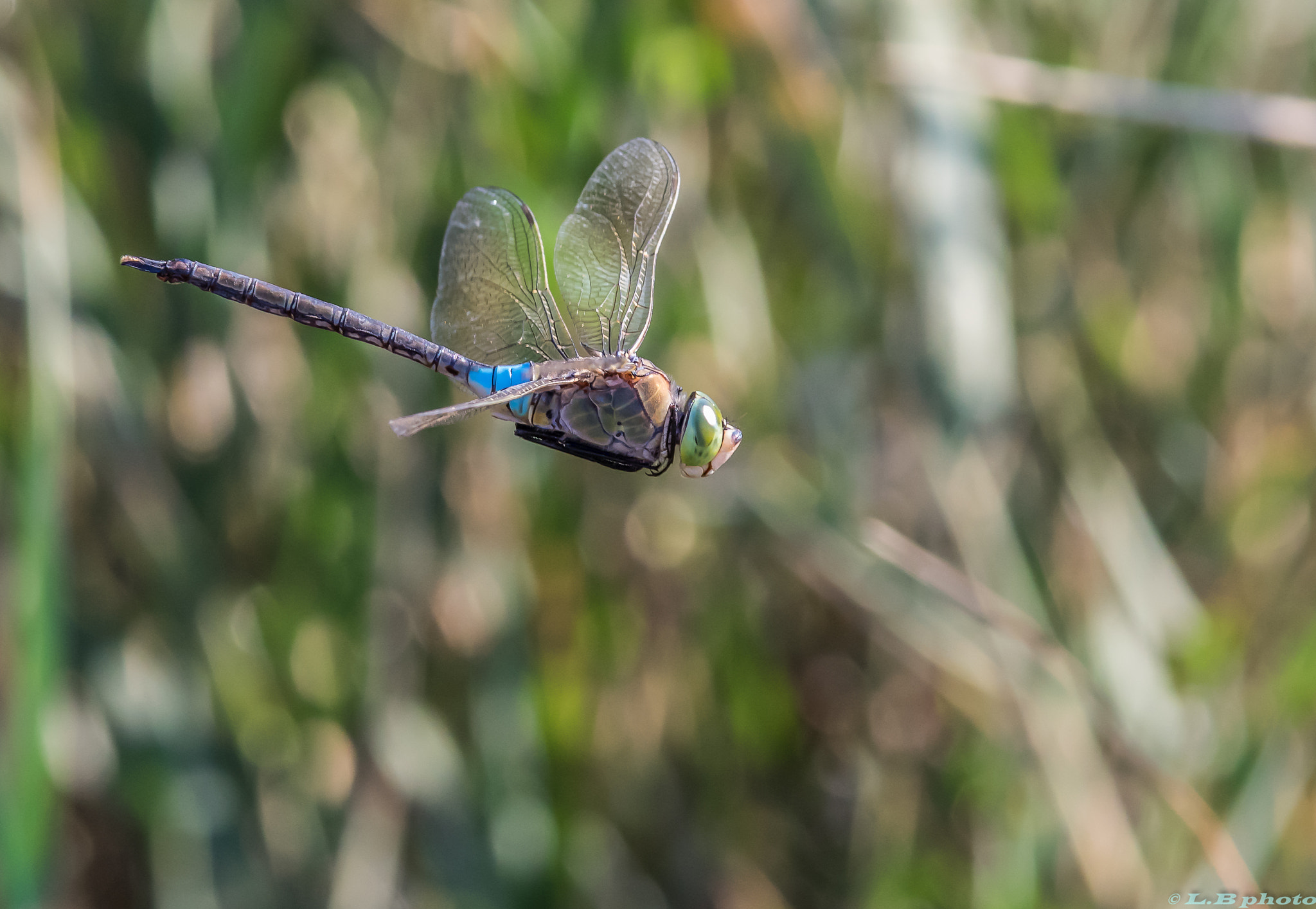 Pentax K-3 II sample photo. Le vol de la libellule photography