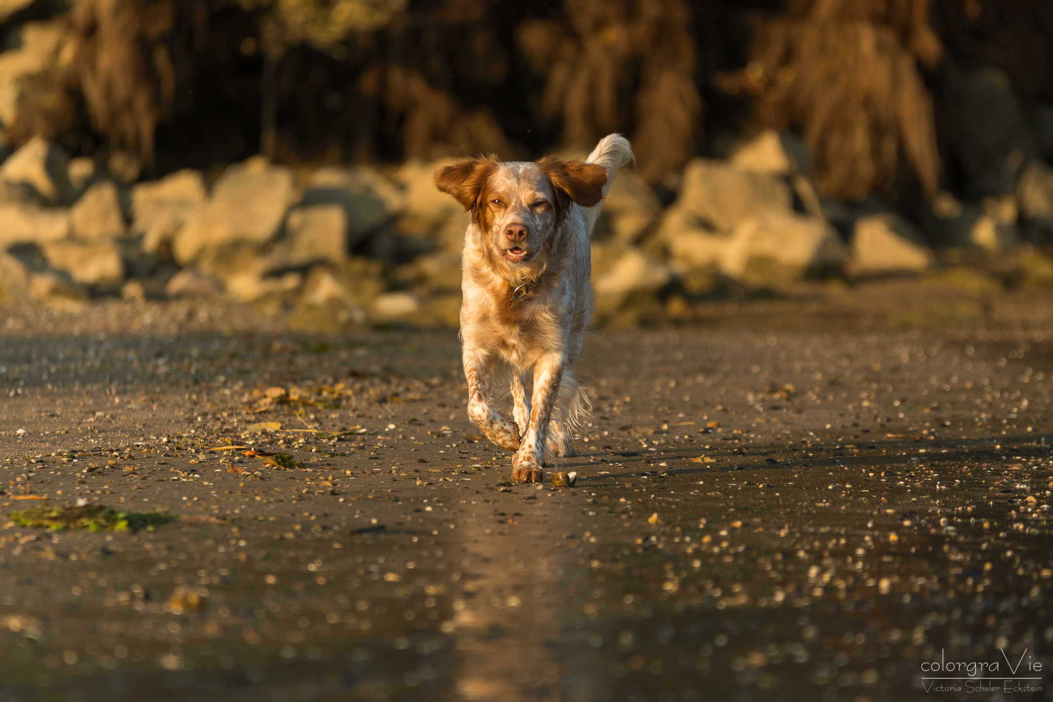 Sigma 70-200mm F2.8 EX DG OS HSM sample photo. Beach runner i photography